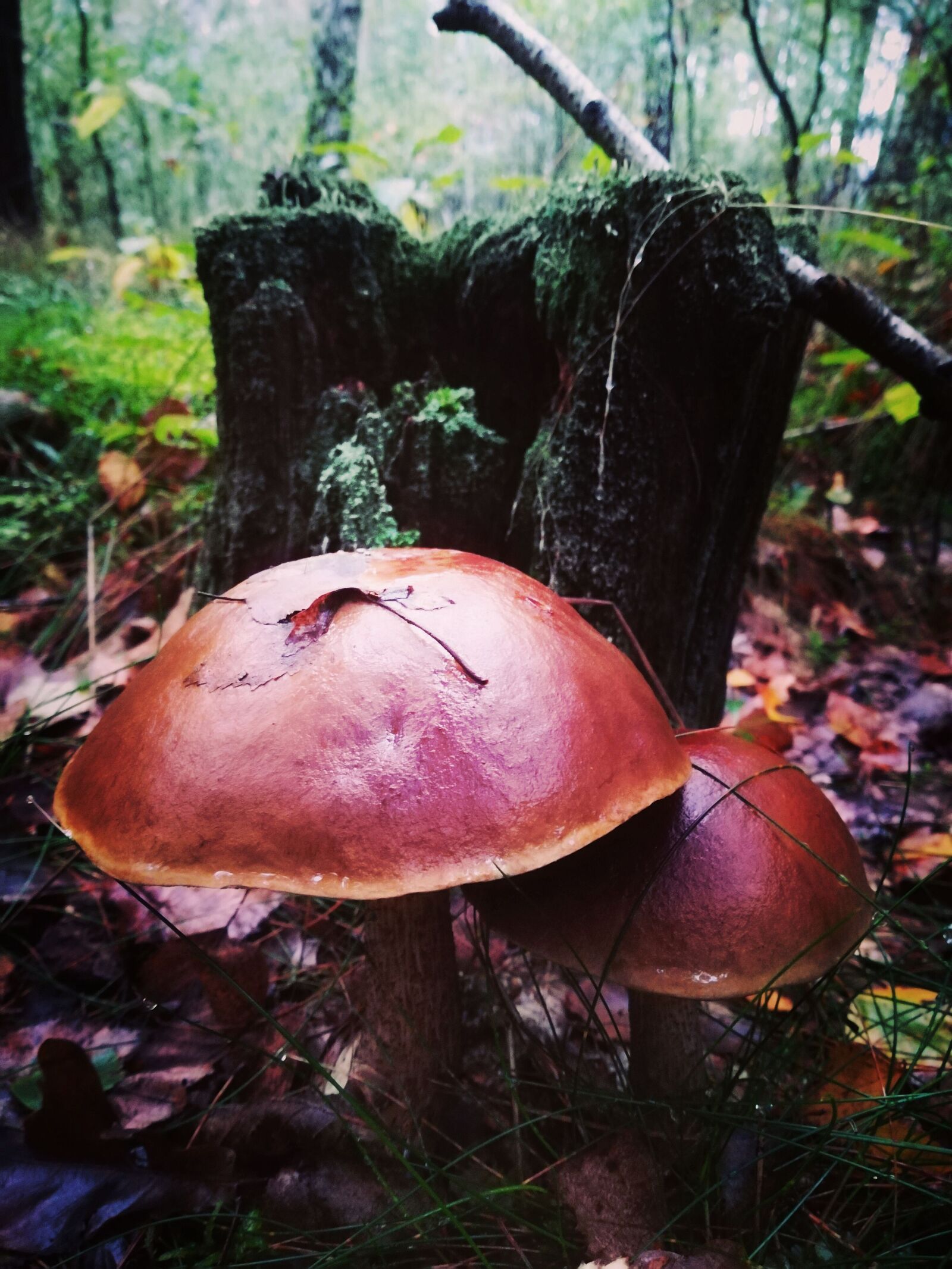 HUAWEI P10 lite sample photo. Mushrooms, boots, forest photography