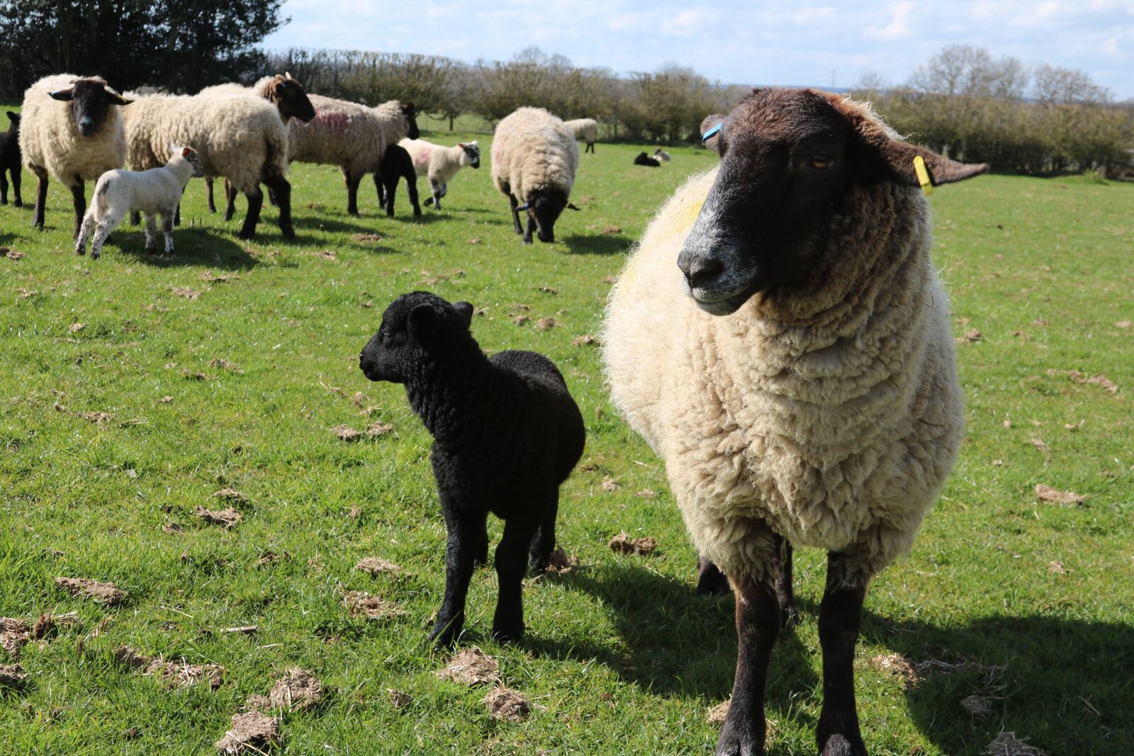 Canon EF 28-135mm F3.5-5.6 IS USM sample photo. Sheep, lamb, field photography