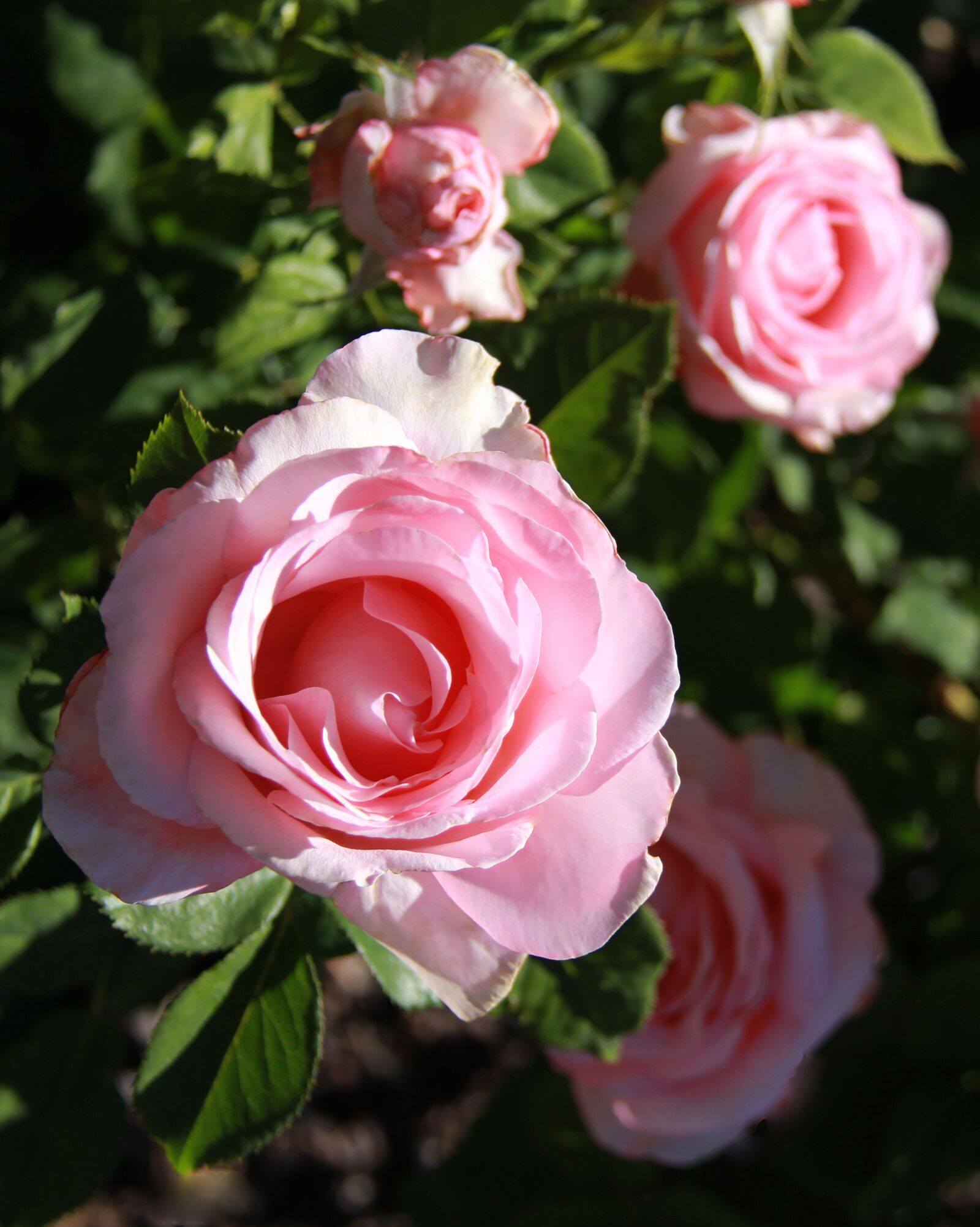 Canon EOS 60D sample photo. Rose, pink rose, flowers photography