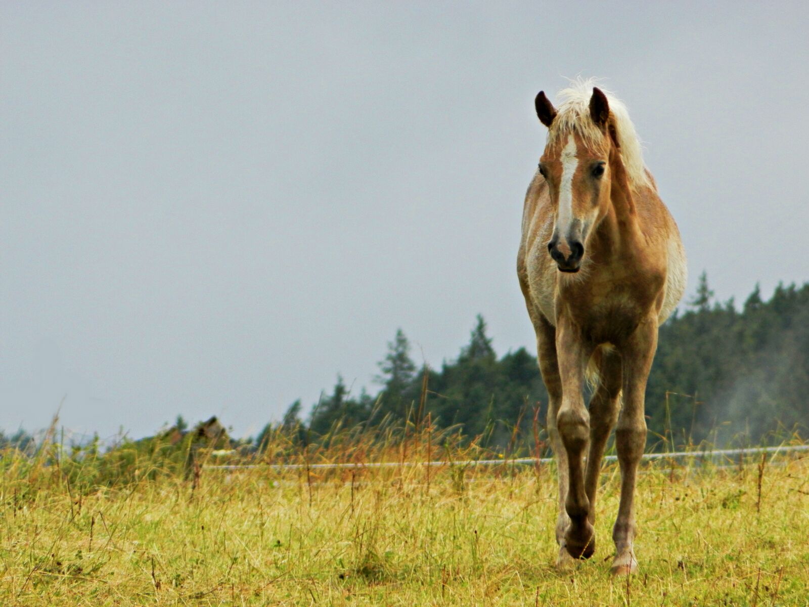 Olympus SP-620UZ sample photo. Haflinger, foal, pasture photography