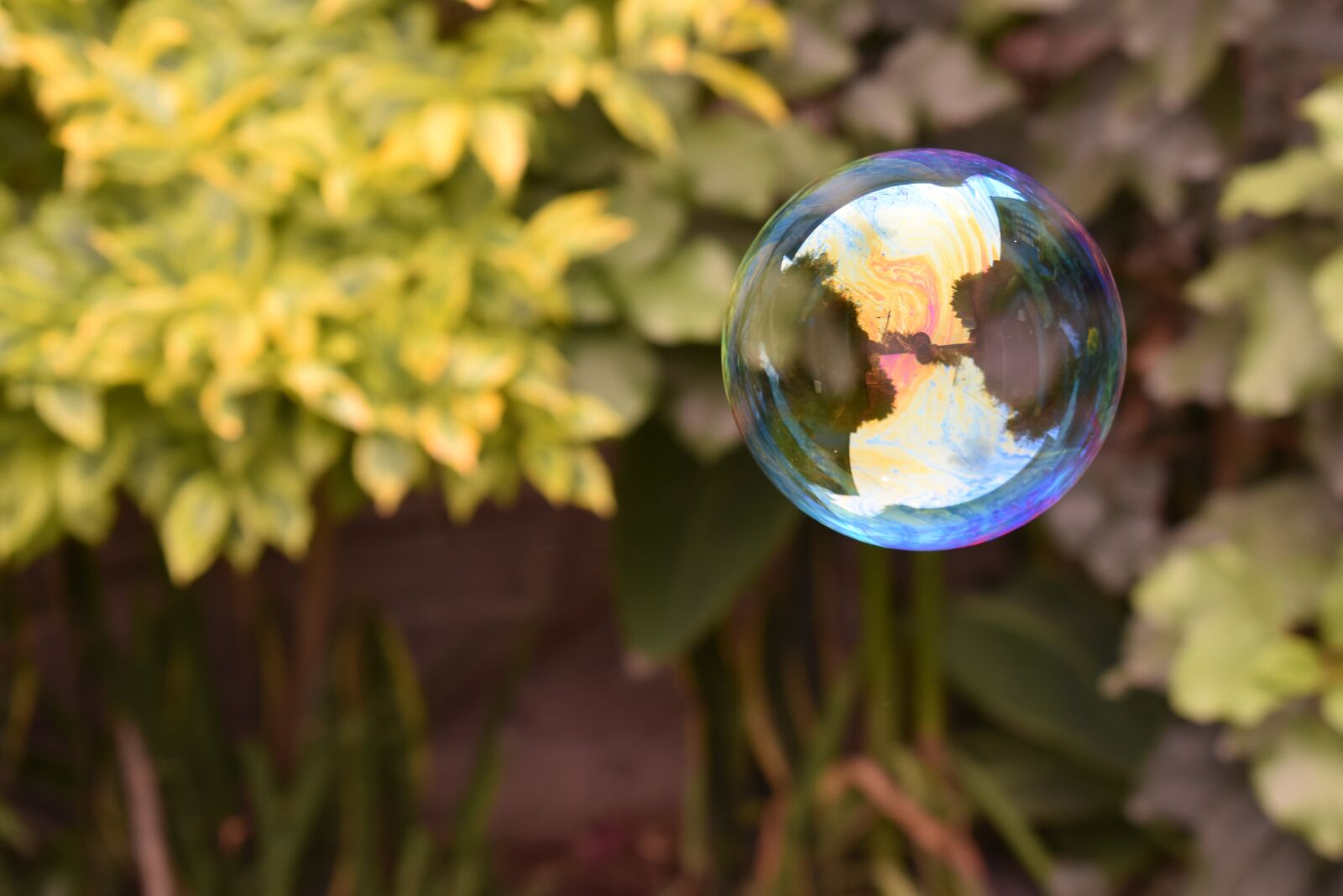 Nikon D5600 sample photo. Burbuja, naturaleza, bubble photography