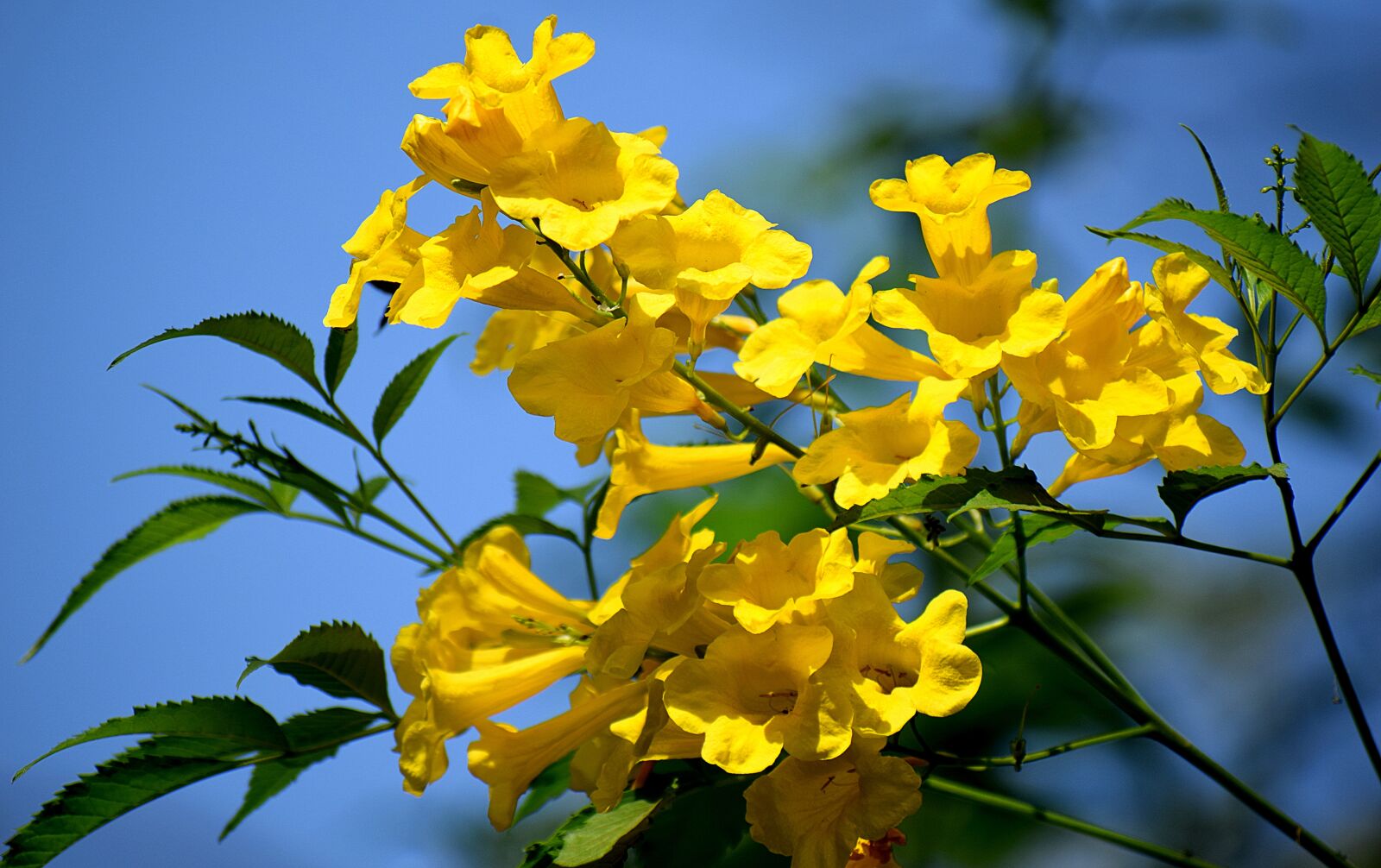 Nikon D3300 sample photo. Yellow, flowers, nature photography