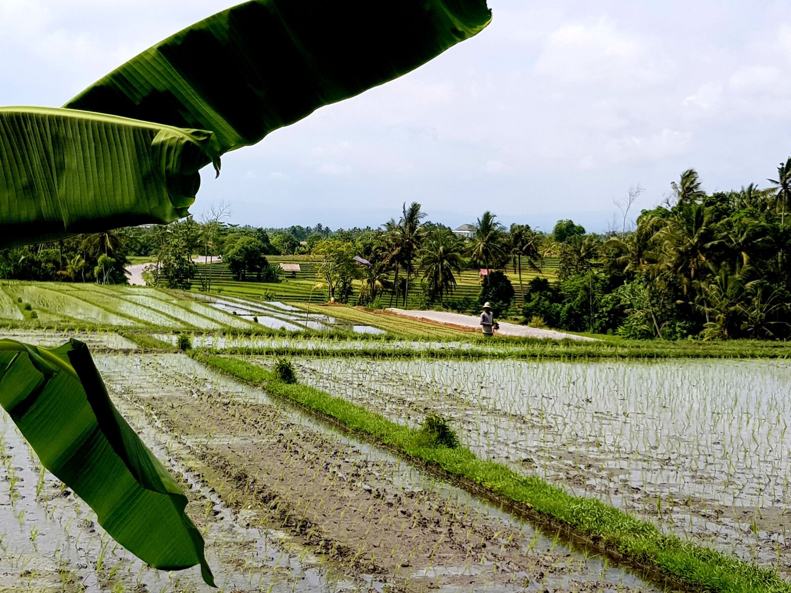 Samsung Galaxy S8 sample photo. Rice paddy, travel, bali photography