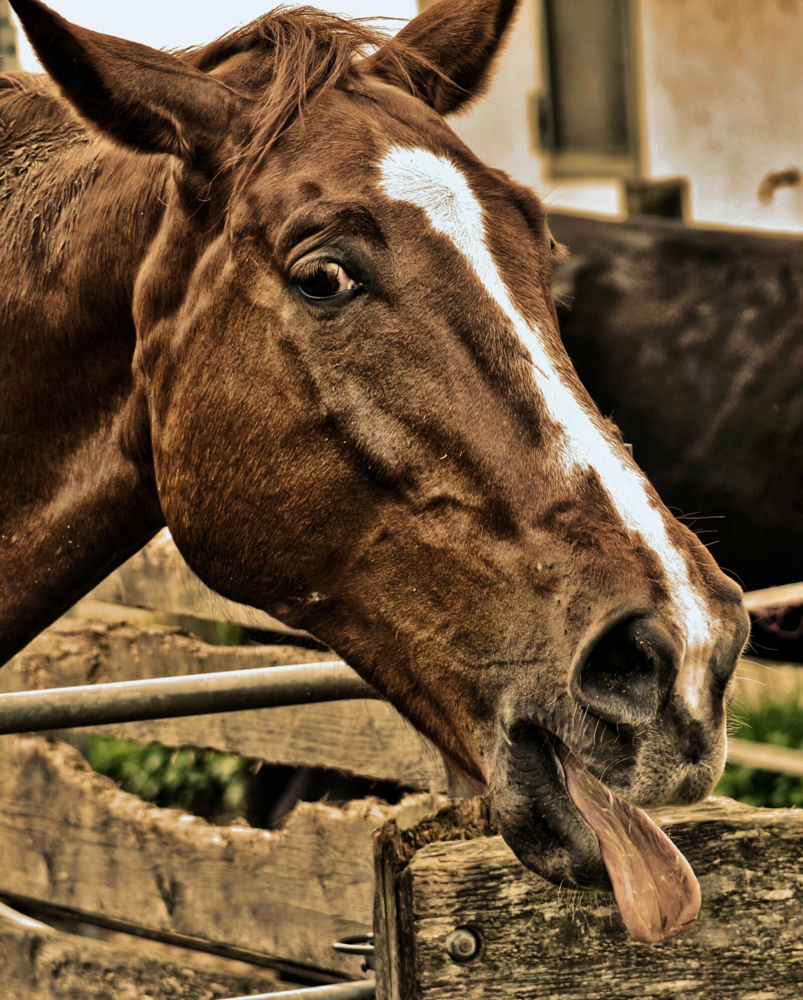Nikon D3200 sample photo. Horse, funny, tongue photography