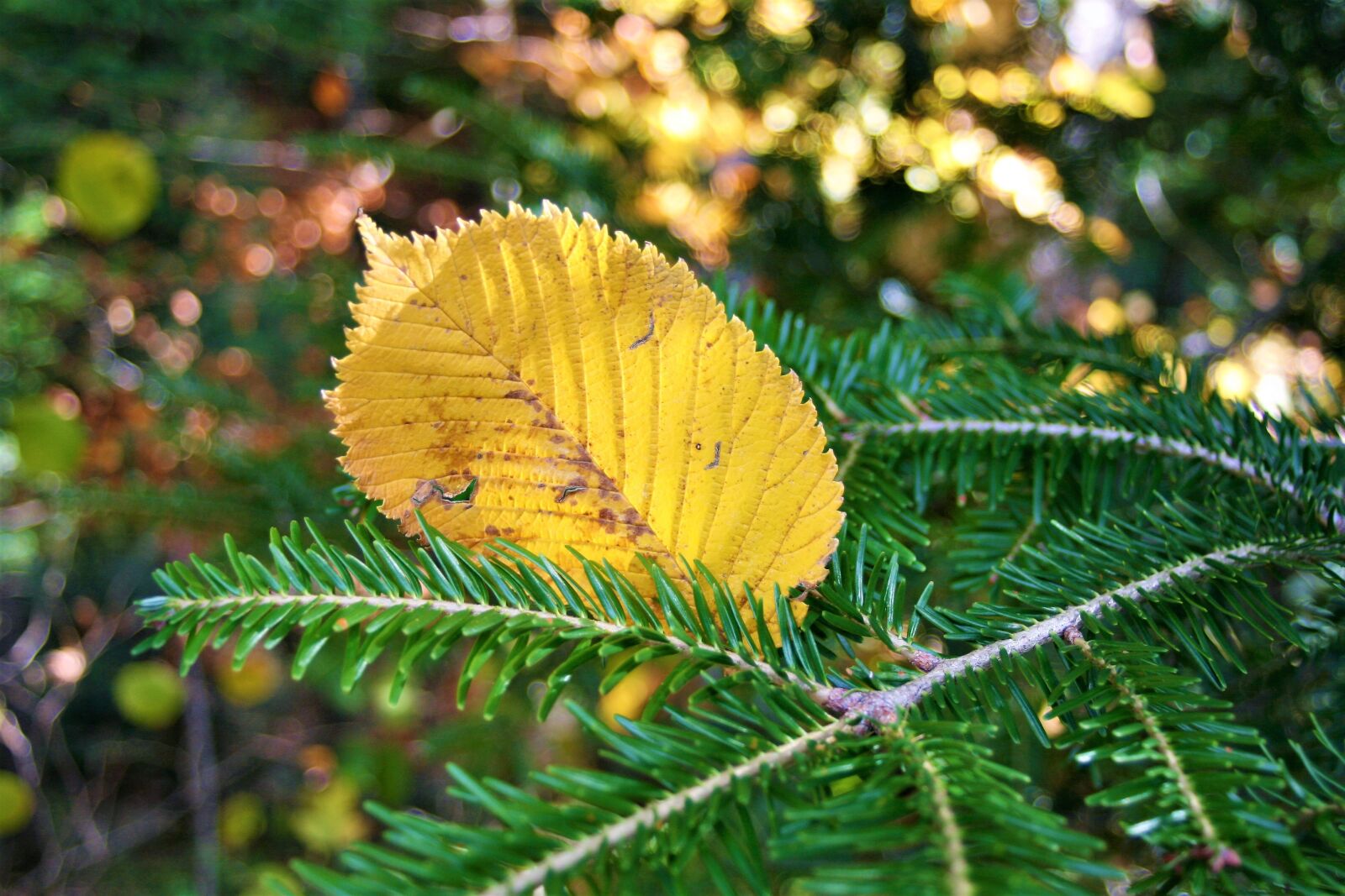 Canon EOS 400D (EOS Digital Rebel XTi / EOS Kiss Digital X) sample photo. Autumn, yellow, autumn foliage photography