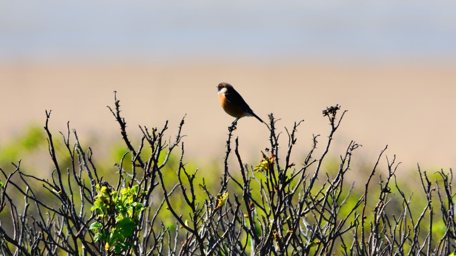 Nikon D7200 sample photo. Bird, avian, stonechat photography