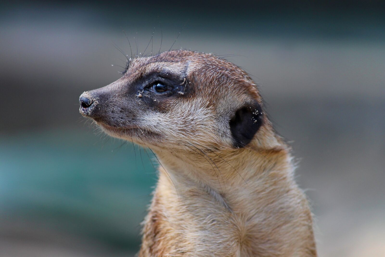 Canon EOS 1100D (EOS Rebel T3 / EOS Kiss X50) sample photo. Meerkat, mongoose, scharrtier photography