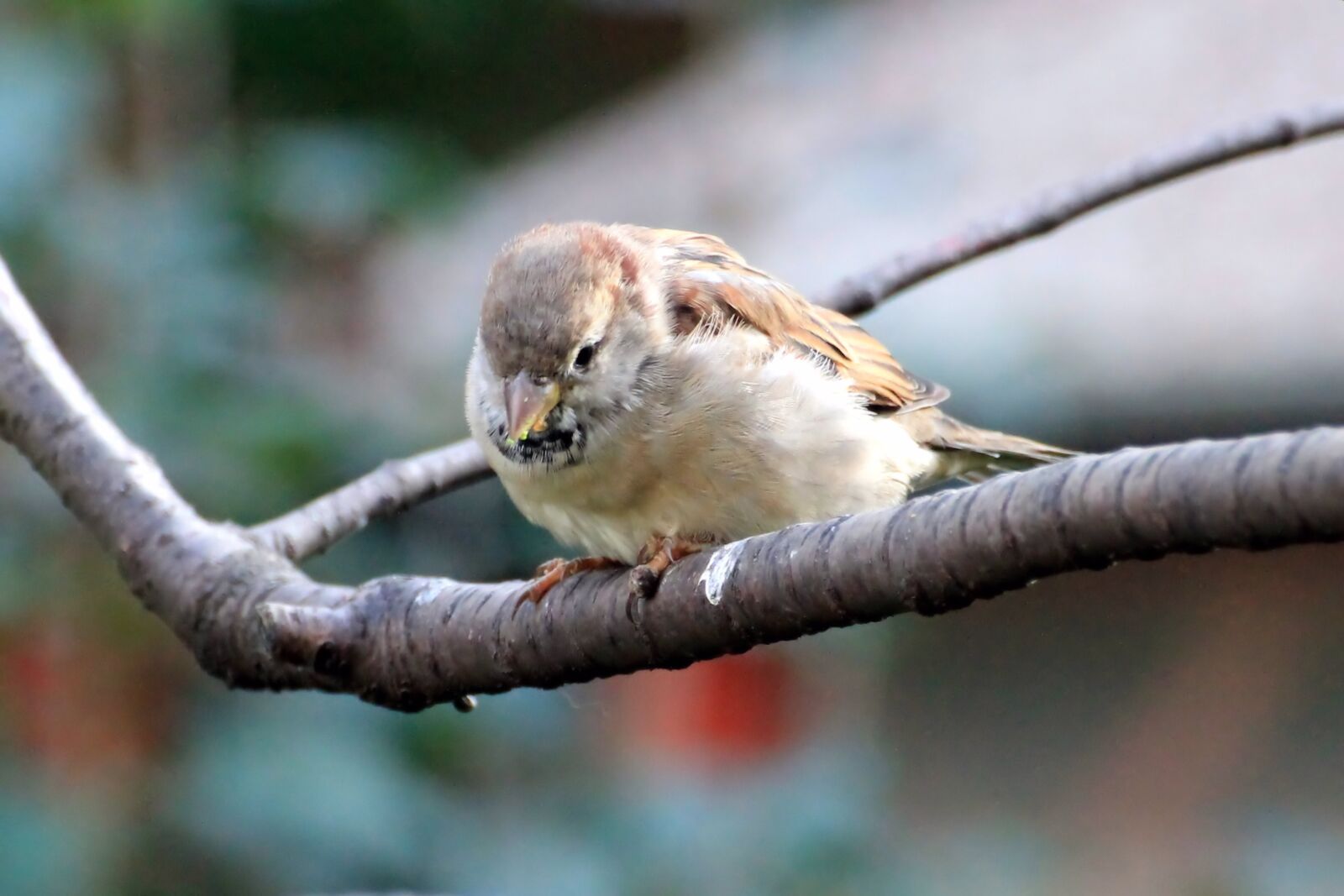 Canon EOS 1100D (EOS Rebel T3 / EOS Kiss X50) sample photo. Sparrow, sperling, bird photography