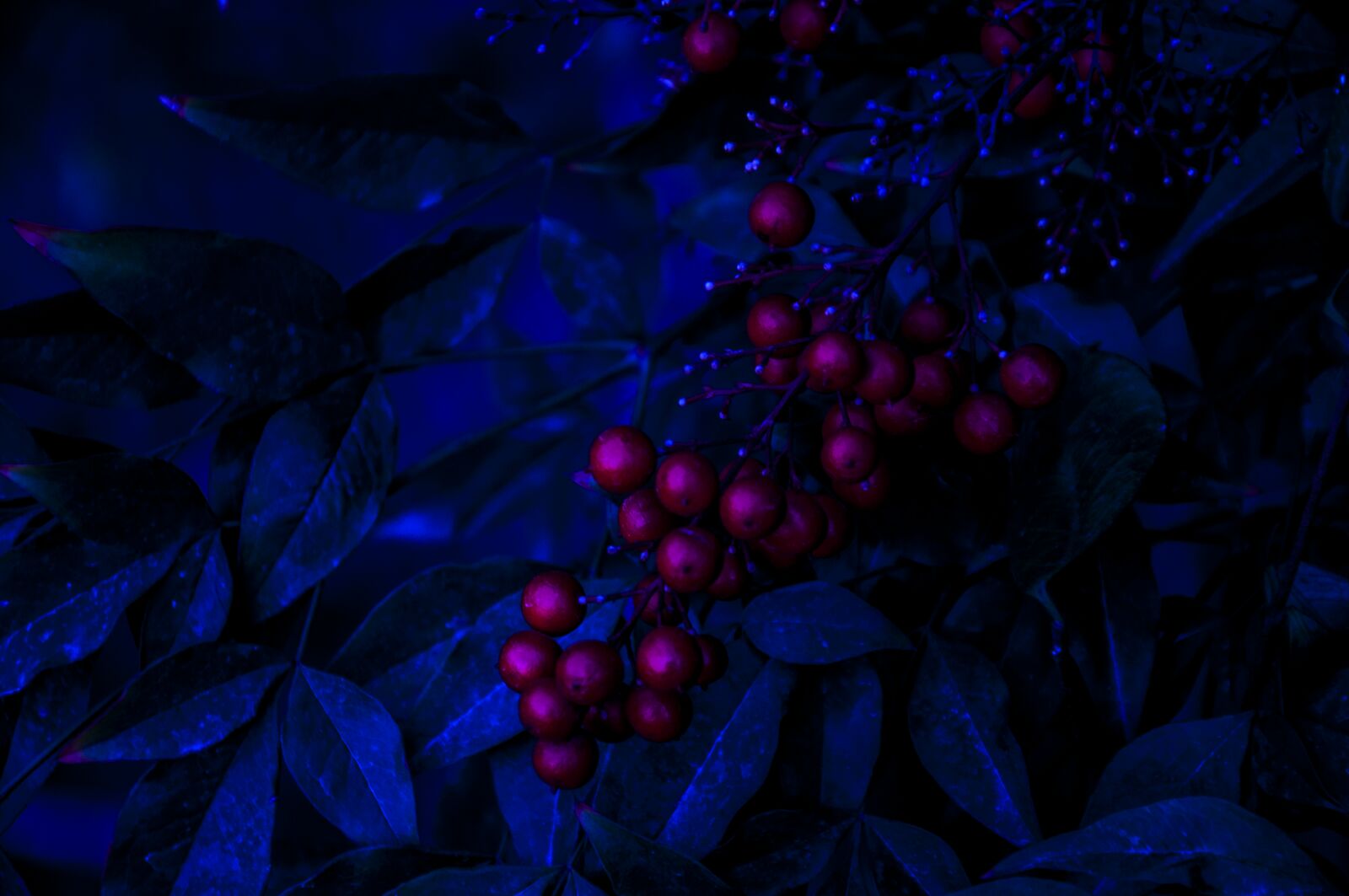 Nikon D90 sample photo. Black, wallpaper, blue, calm photography