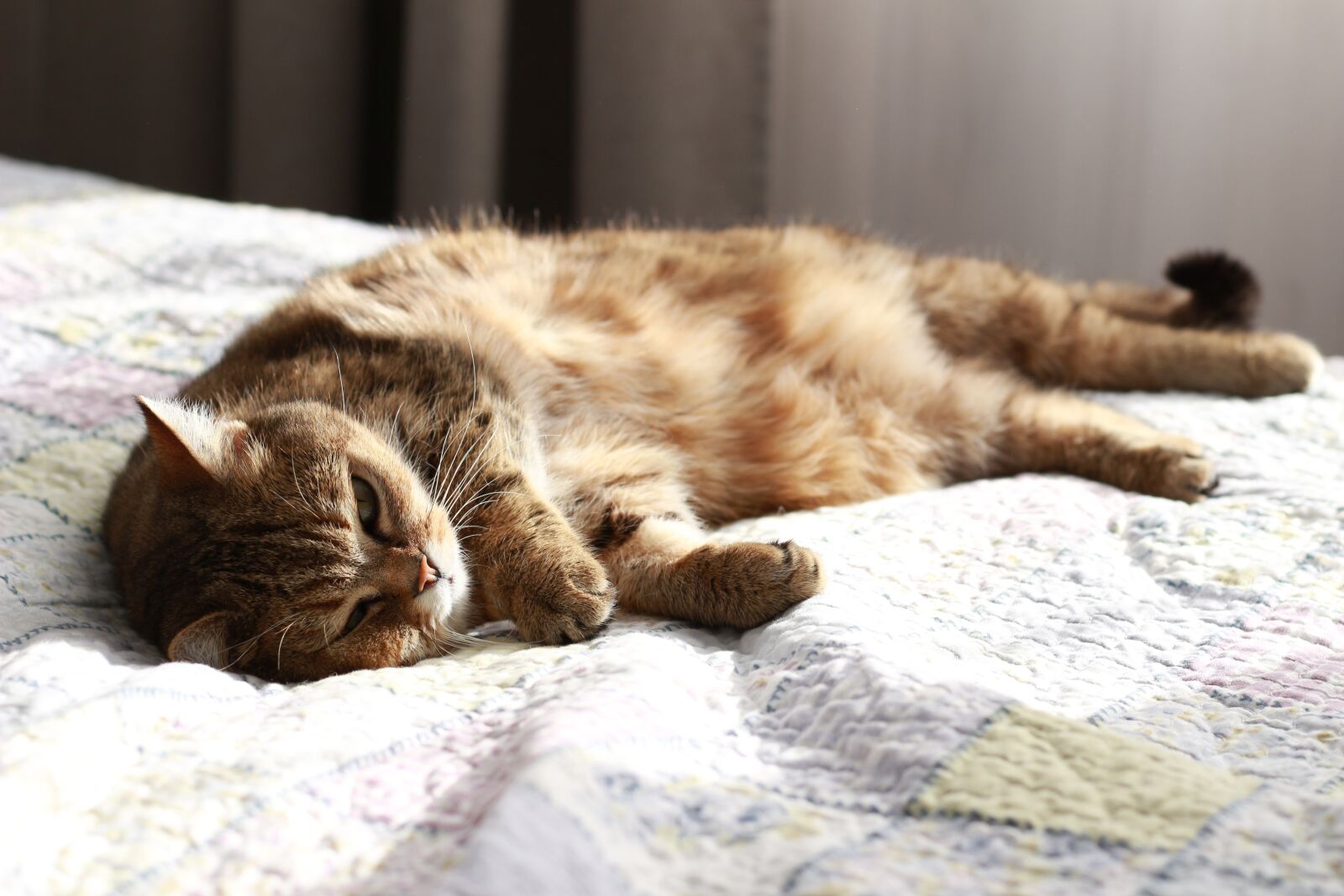 Canon EOS 100D (EOS Rebel SL1 / EOS Kiss X7) + Canon EF 50mm F1.8 STM sample photo. Cat, sun, bed photography