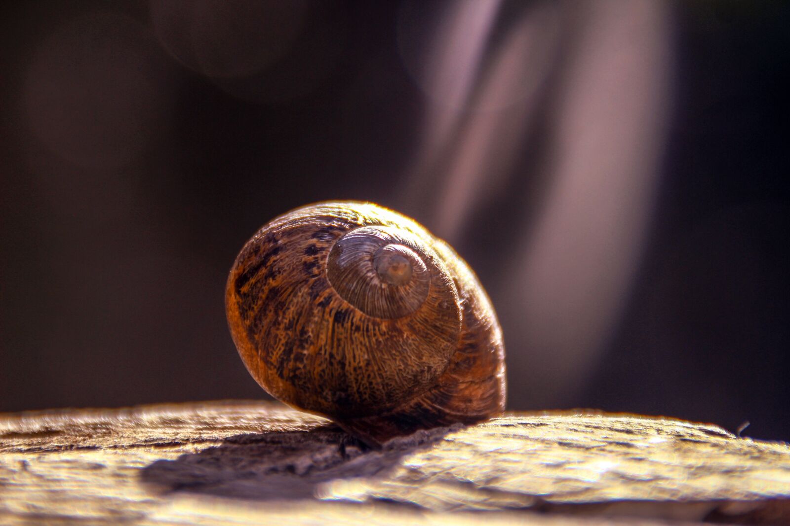 Canon EOS 600D (Rebel EOS T3i / EOS Kiss X5) sample photo. Snail, trunk, animal photography