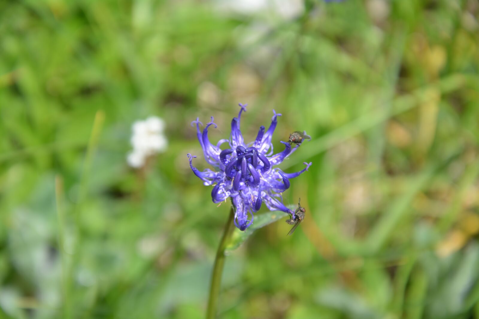 Nikon D5200 sample photo. Flora, alpine, nature photography