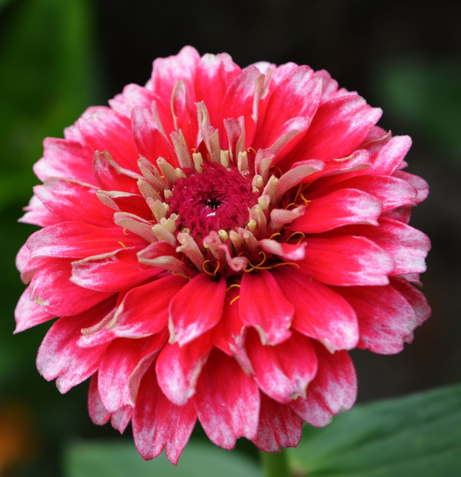 Nikon D5200 sample photo. Zinnia, flower, nature photography