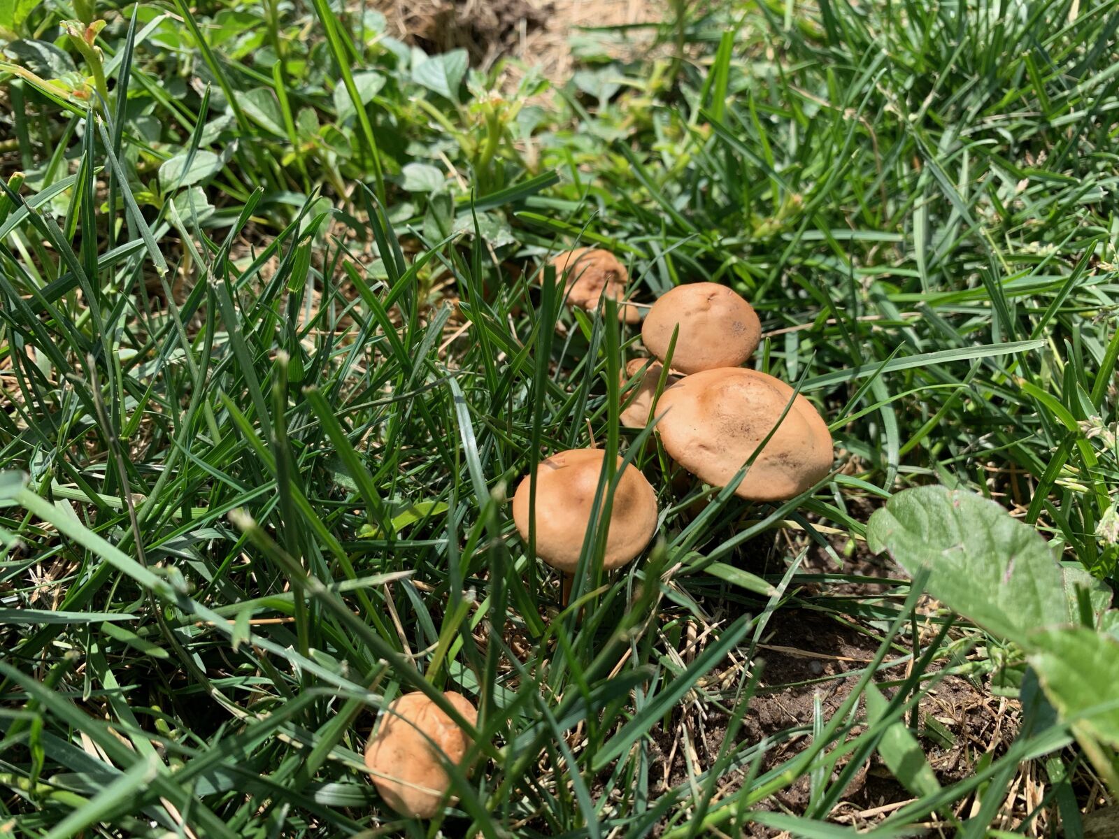 iPhone XS back dual camera 4.25mm f/1.8 sample photo. Brown, mushrooms, green photography