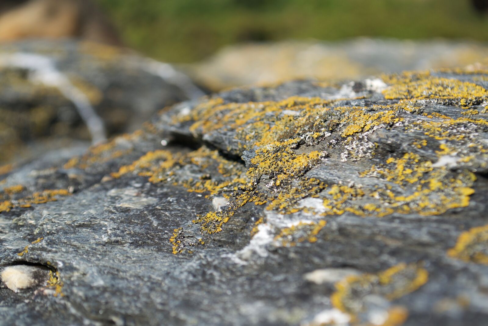 Nikon D3100 sample photo. Rocks, yellow, fungi photography