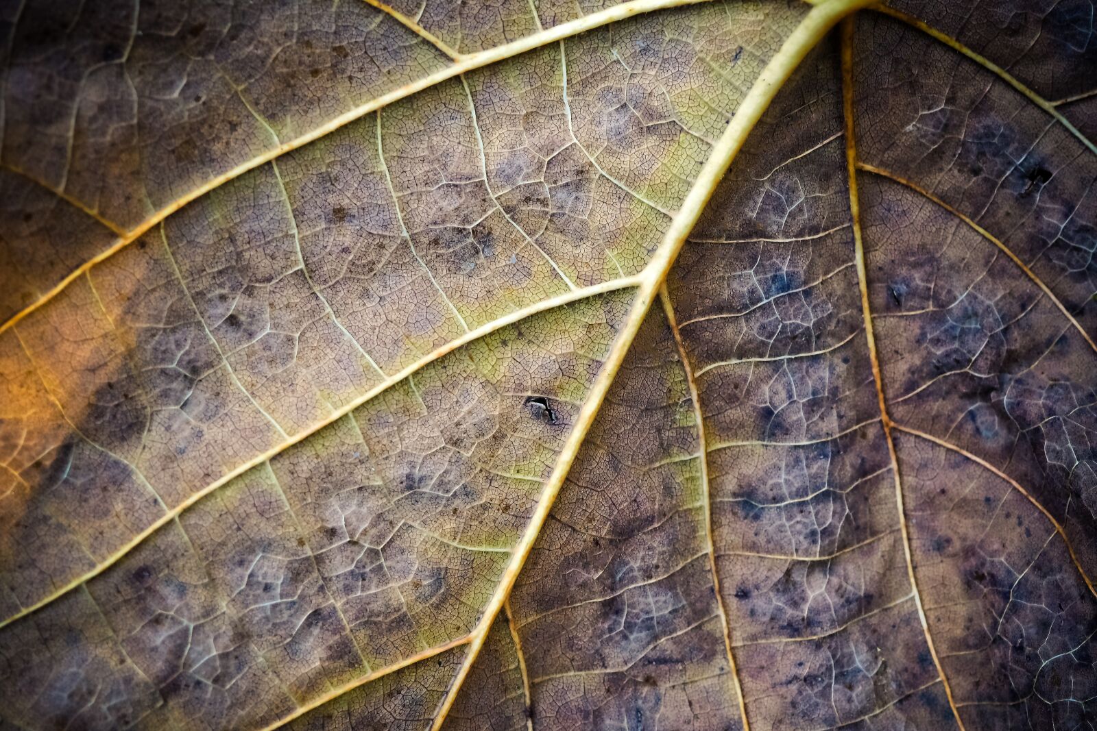 Olympus OM-D E-M10 sample photo. Leaf, structure, nature photography