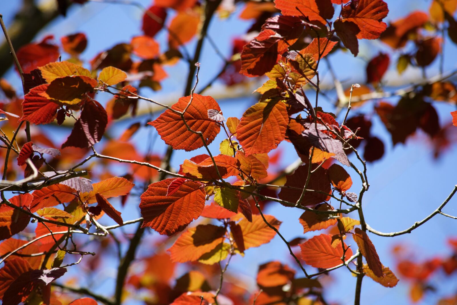 Nikon D750 sample photo. Spring, tree, nature photography