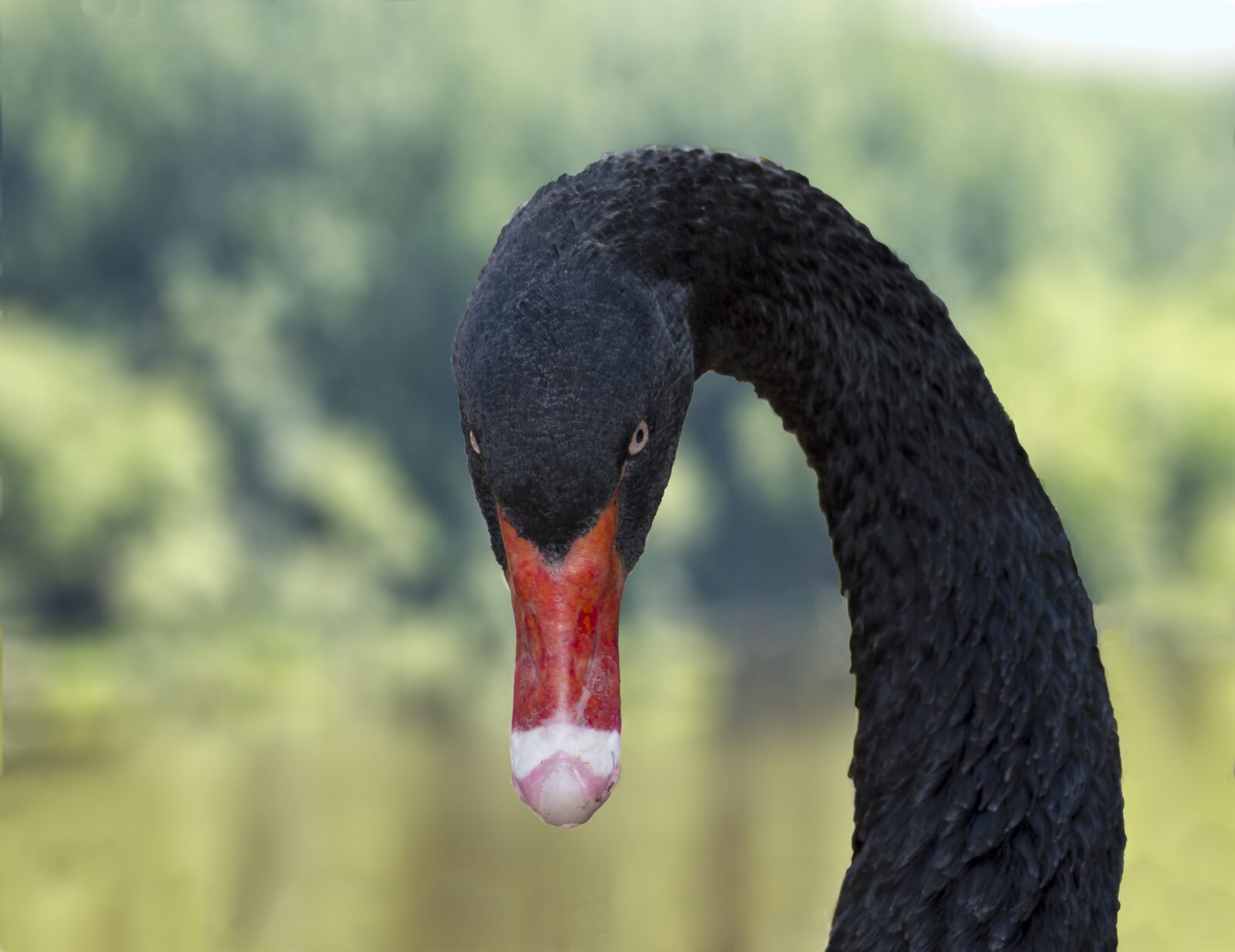Nikon D3200 sample photo. Black swan, swan, waterfowl photography