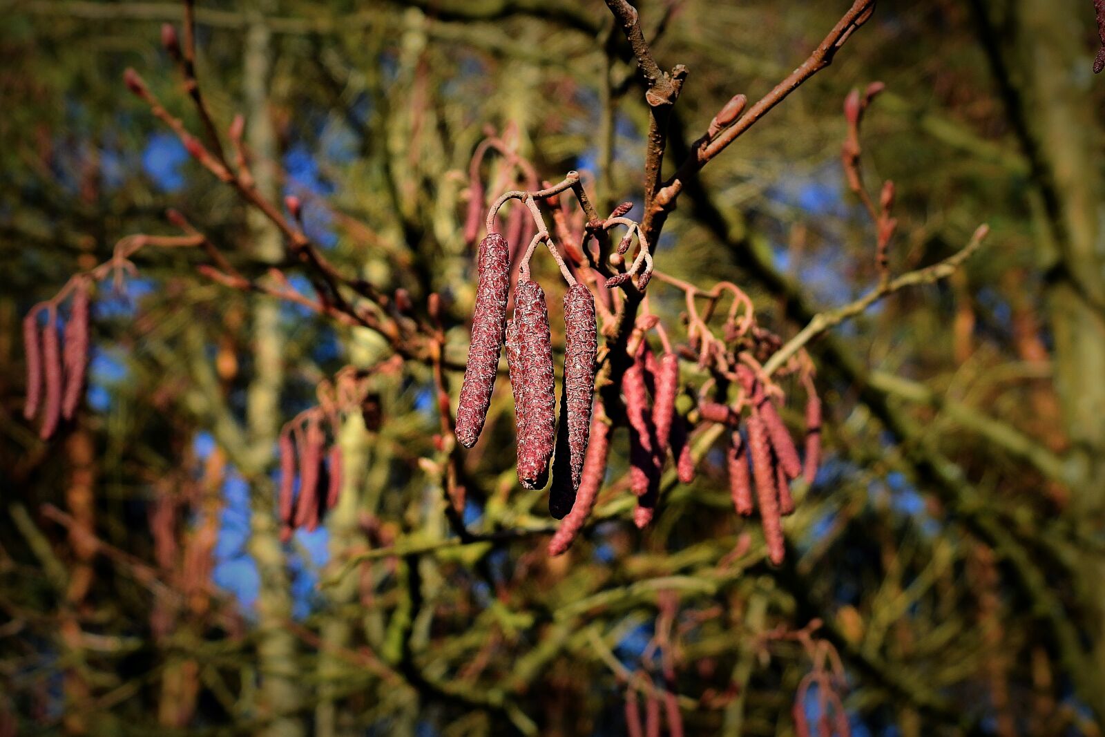 Nikon Coolpix P900 sample photo. Cones, tree, forest photography