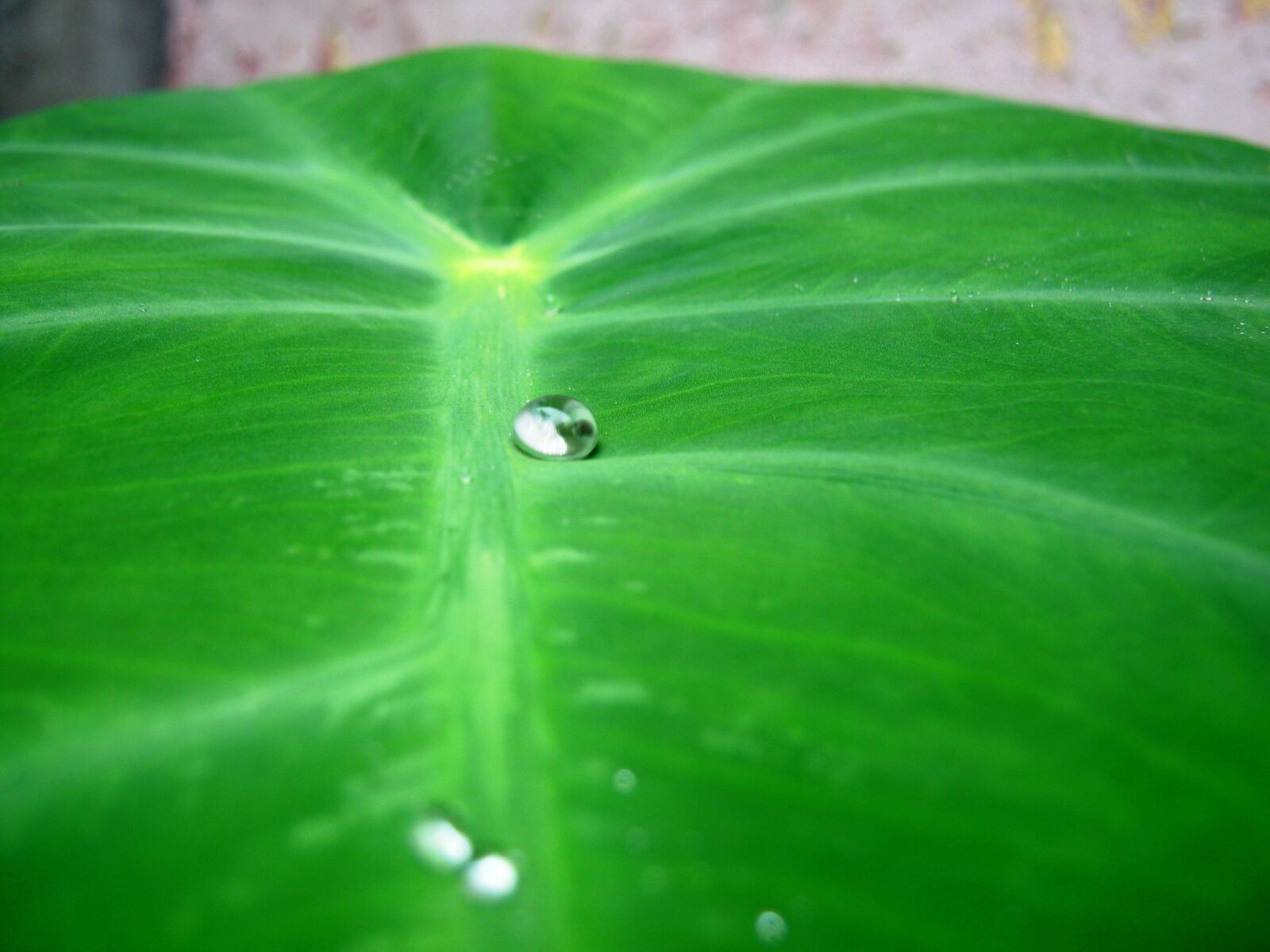 Canon PowerShot A490 sample photo. Drop, leaf photography