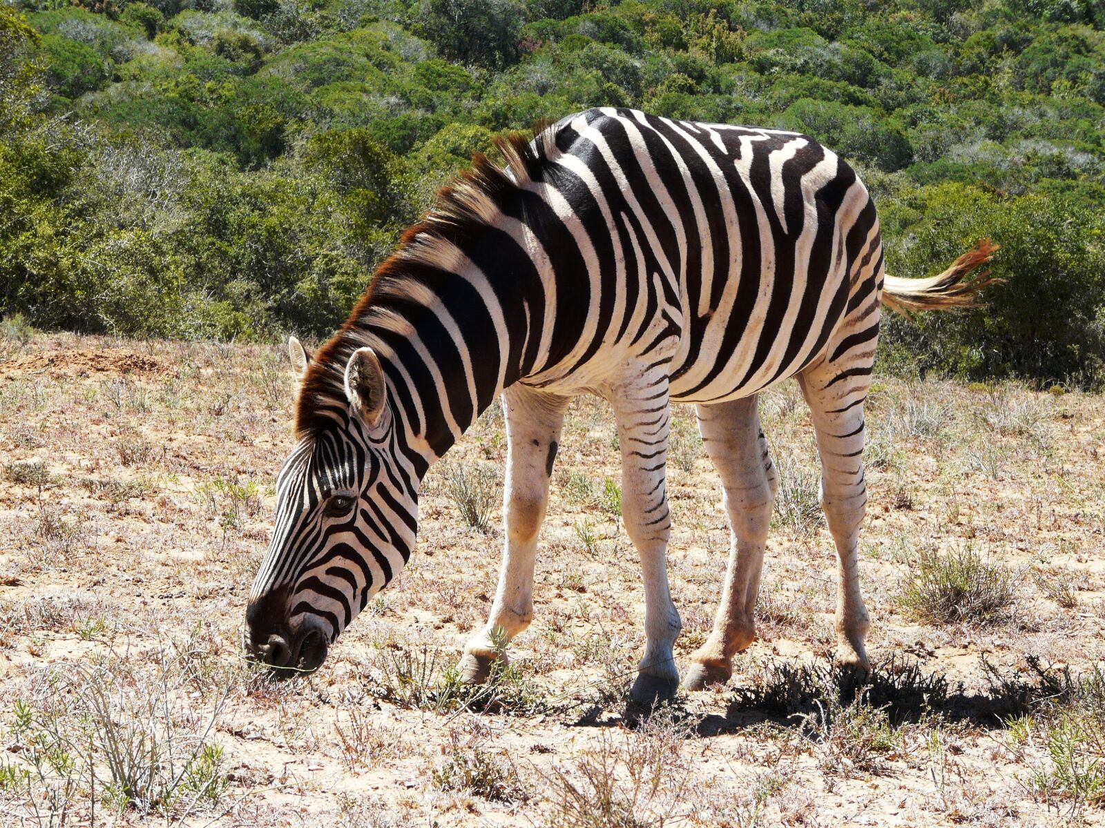 Panasonic DMC-FZ18 sample photo. Zebra, addo, national park photography