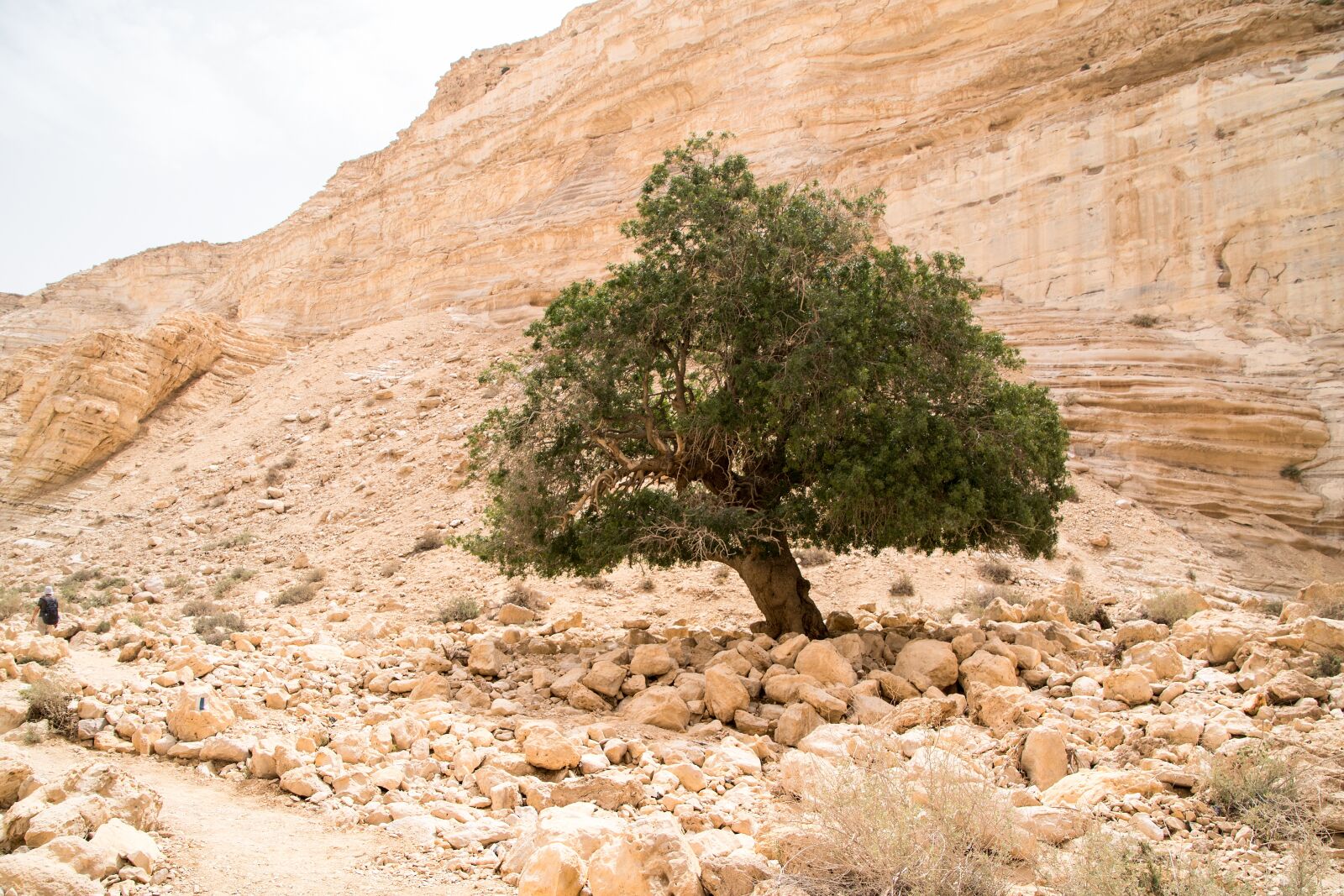 Nikon D7500 sample photo. Israel, desert, tree photography