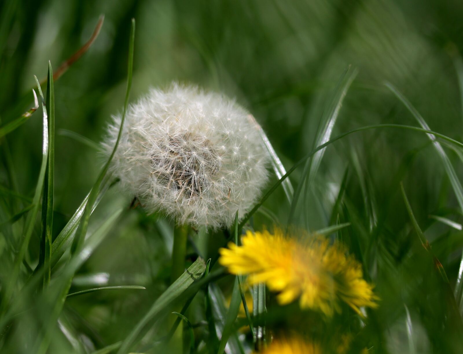 Canon EF-S 60mm F2.8 Macro USM sample photo. Dandelion, down, grass photography