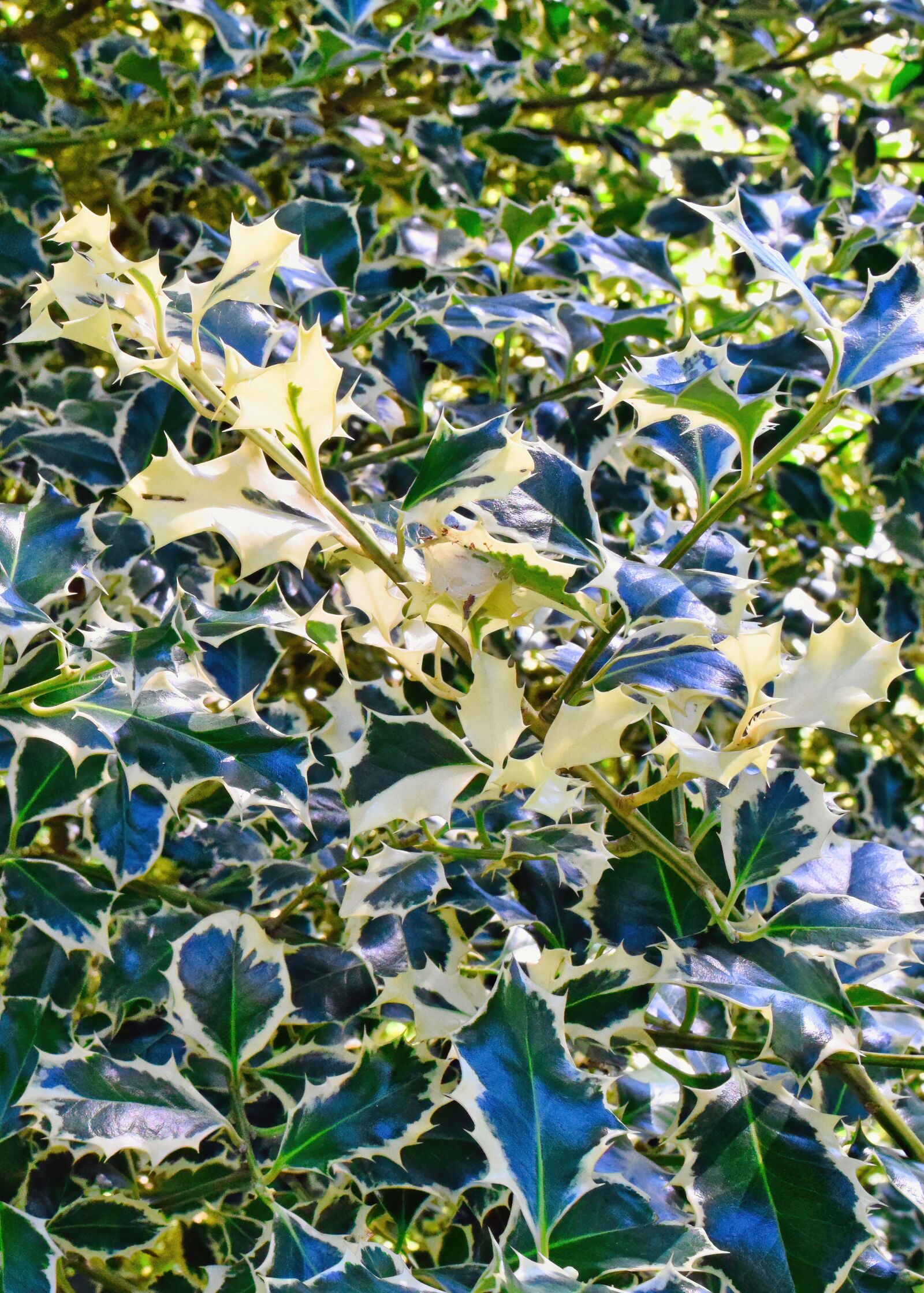 Nikon D3300 sample photo. Holly, bush, nature photography