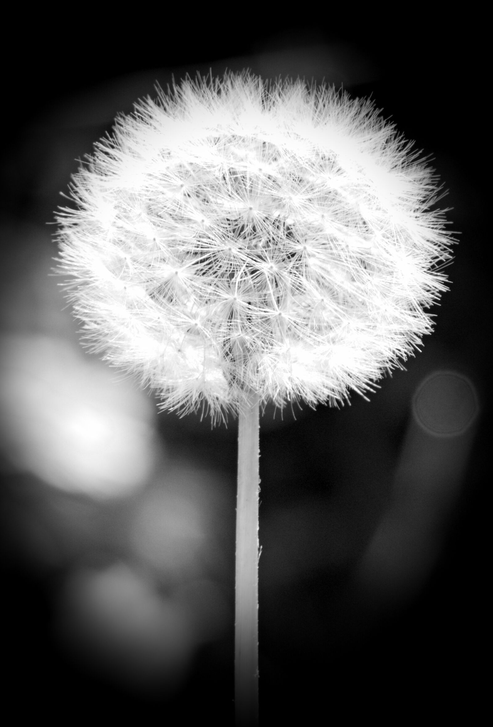 55.0-200.0mm f/4.0-f/5.6 sample photo. Dandelion, blossom, bloom photography