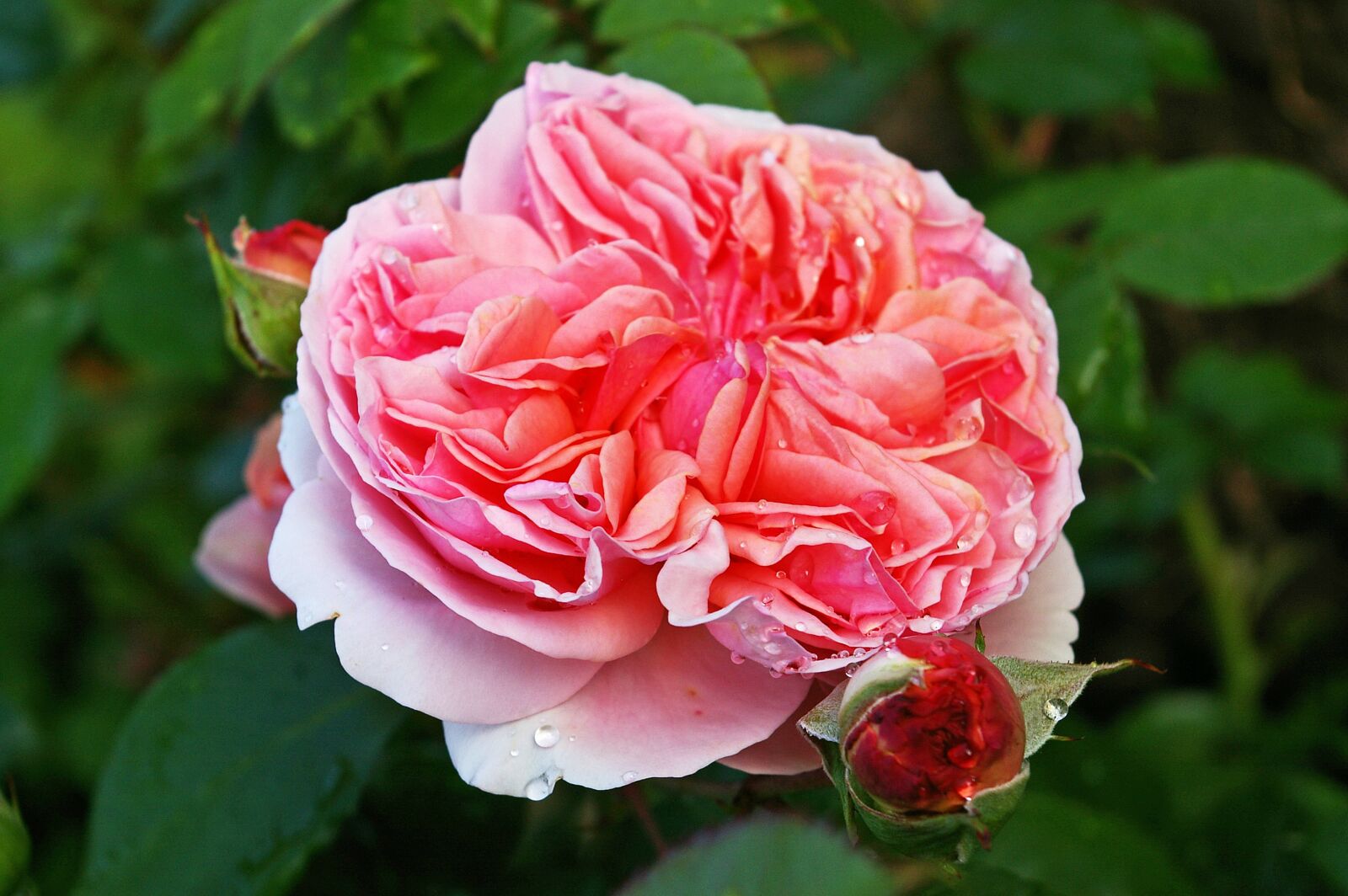 Pentax *ist DL2 sample photo. Rose, scented rose, blossom photography