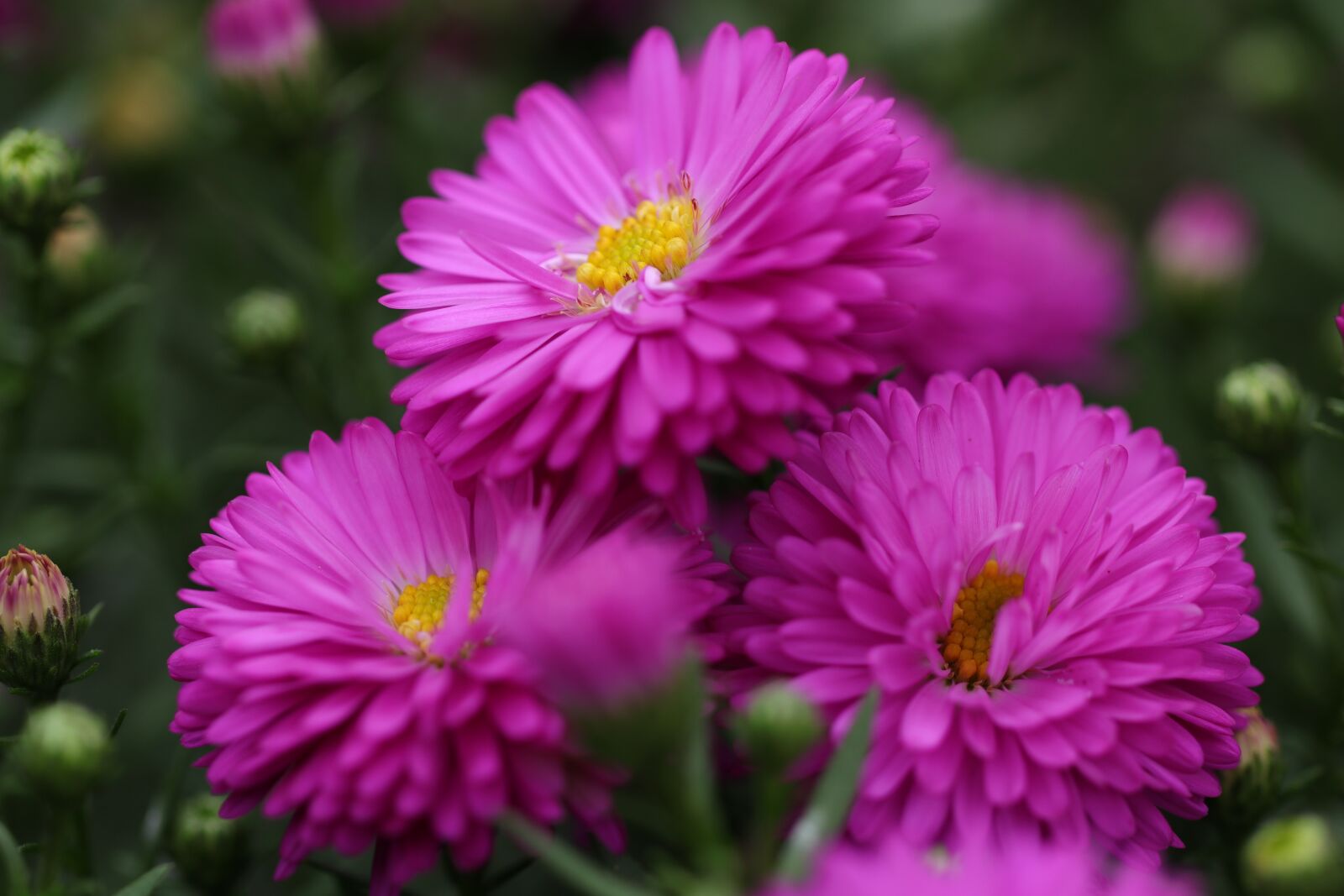 Canon EOS 80D sample photo. Asters, aster, flowers photography