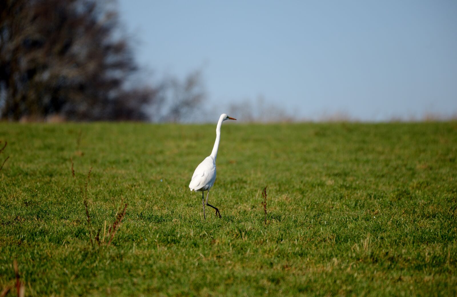 Nikon D600 sample photo. Egret, bird, heron photography