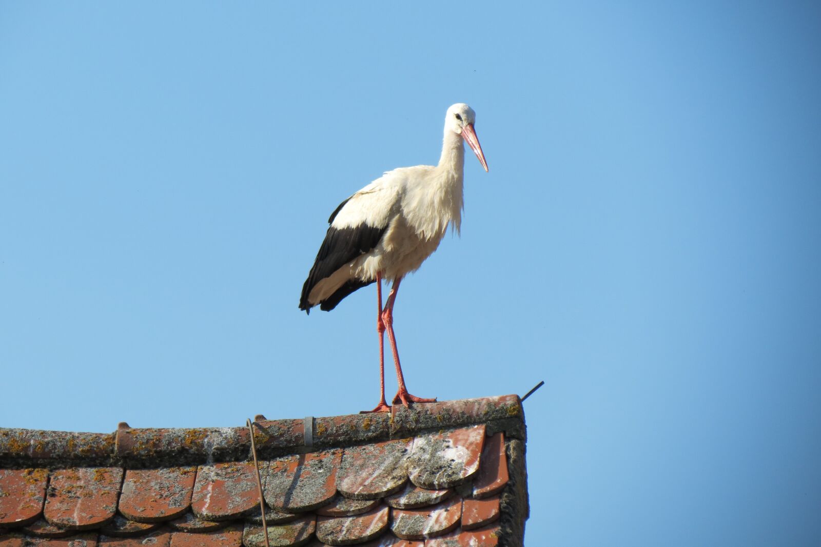 Canon PowerShot SX40 HS sample photo. Stork, roof, standing photography