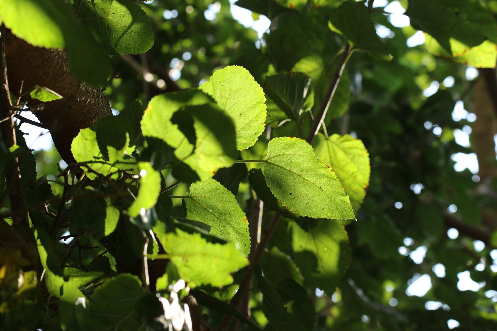 Canon EOS 7D Mark II sample photo. Leaves, tree, nature photography