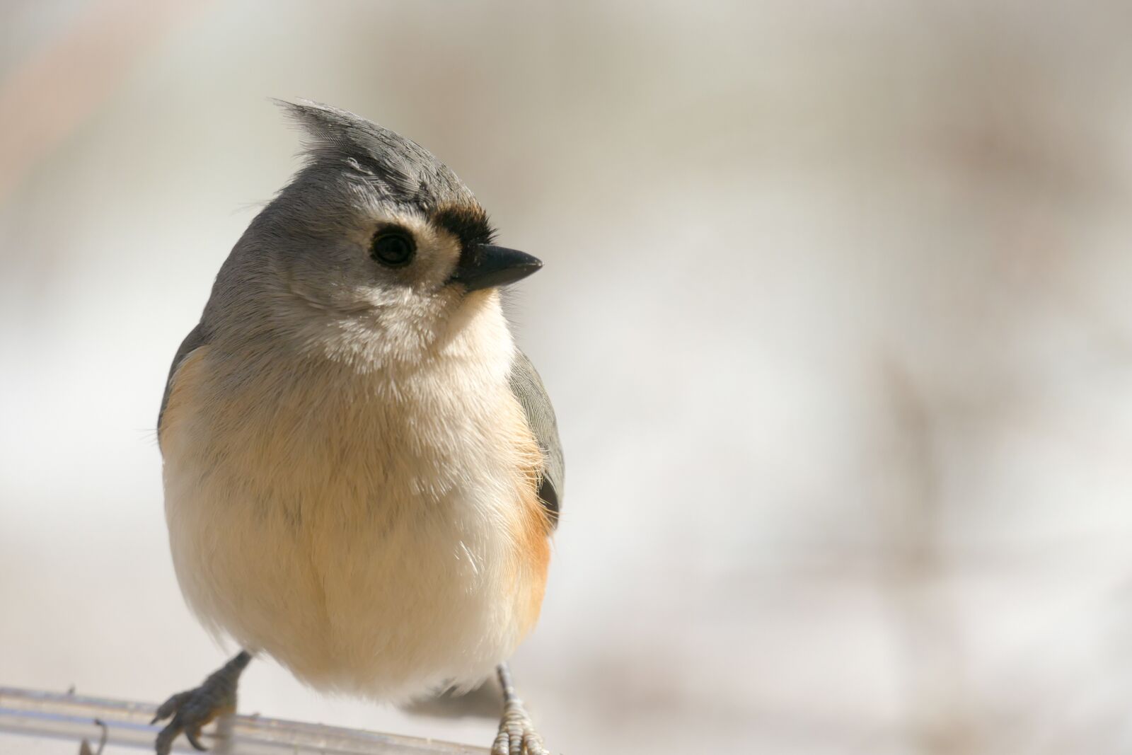 Panasonic Lumix DMC-FZ1000 sample photo. Tufted, titmouse, bird photography