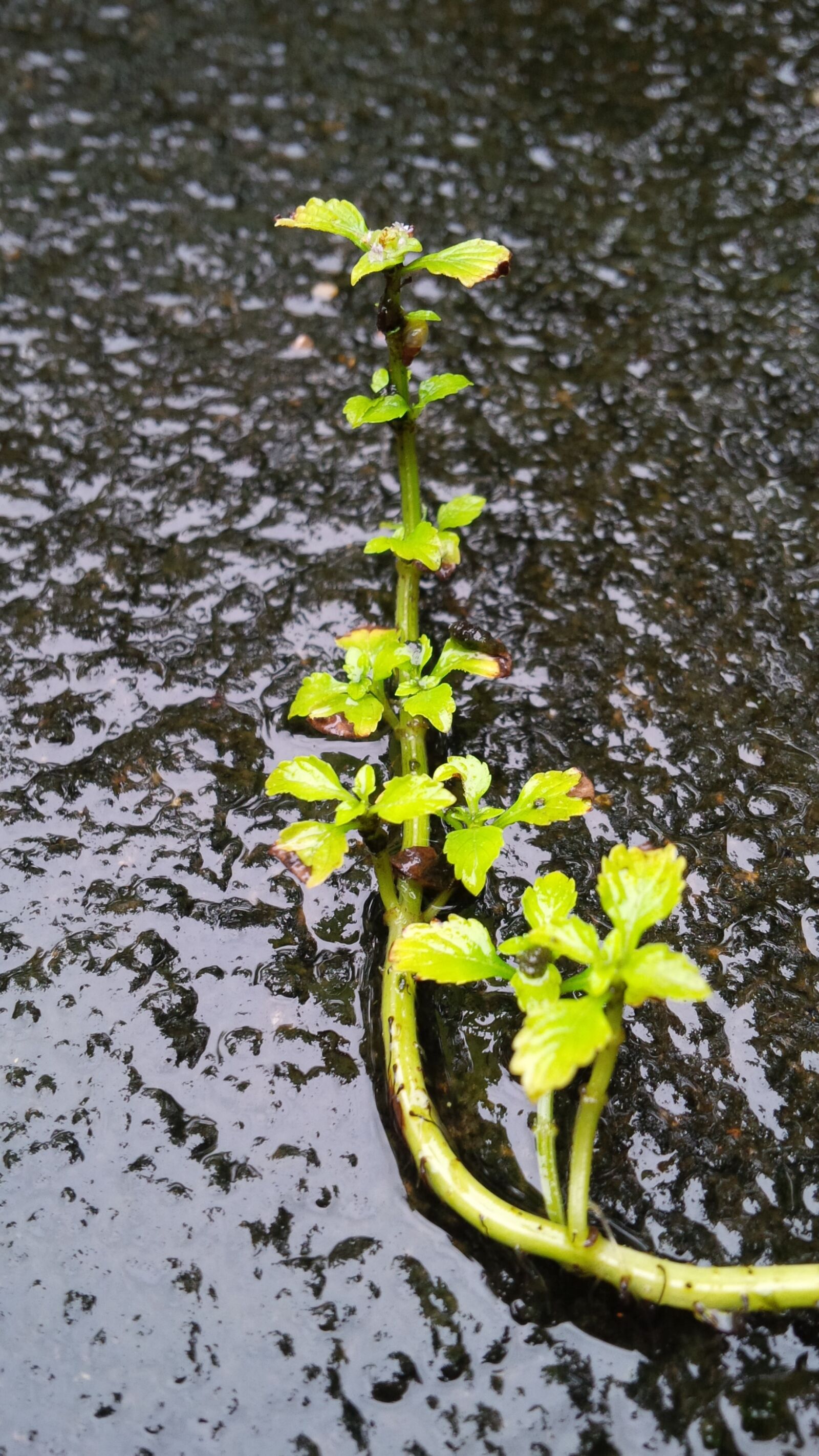 BlackBerry Z10 sample photo. Plant, water, nature photography