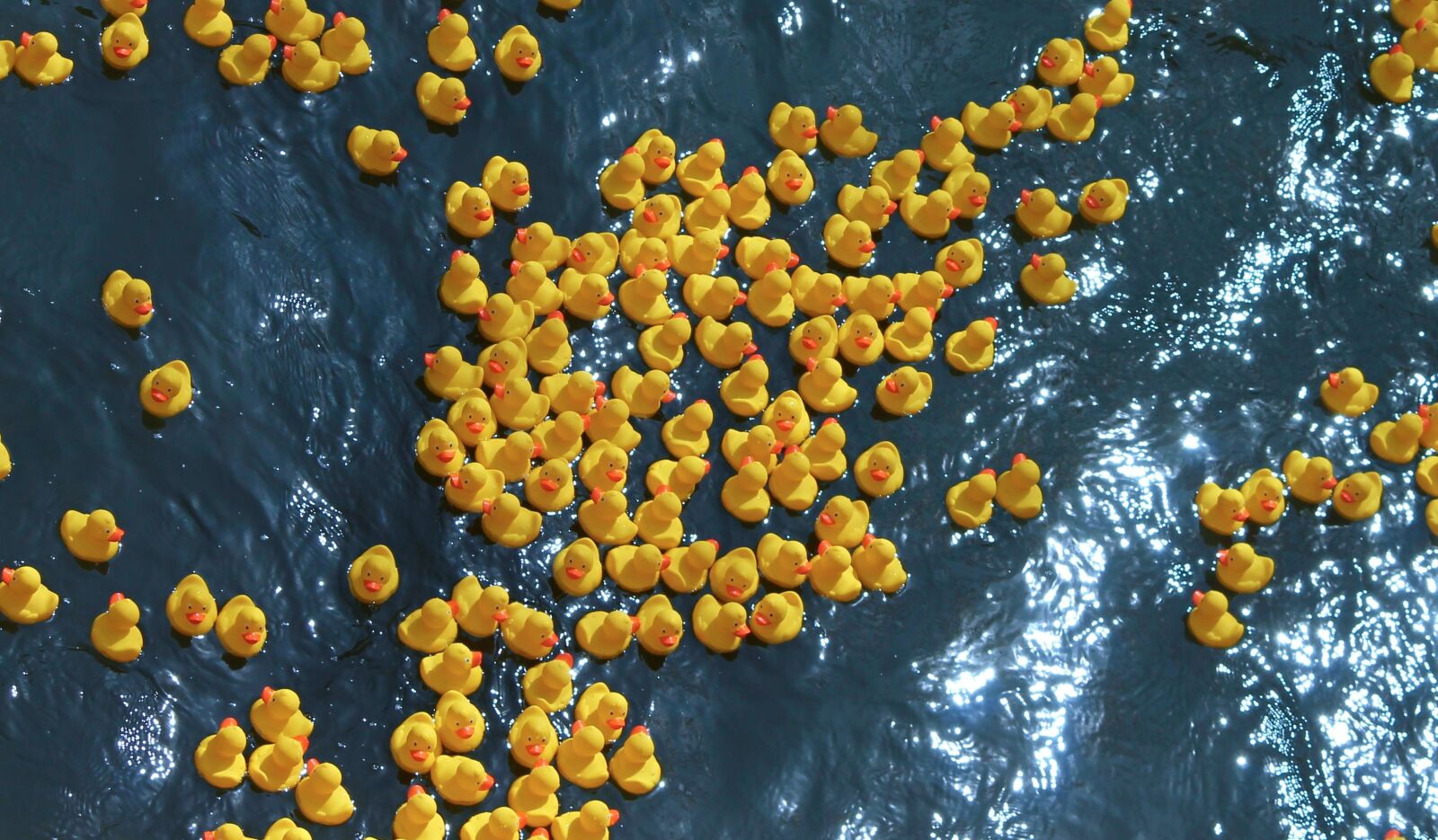 Canon EOS 1100D (EOS Rebel T3 / EOS Kiss X50) sample photo. Duck meet, ducks, rubber photography