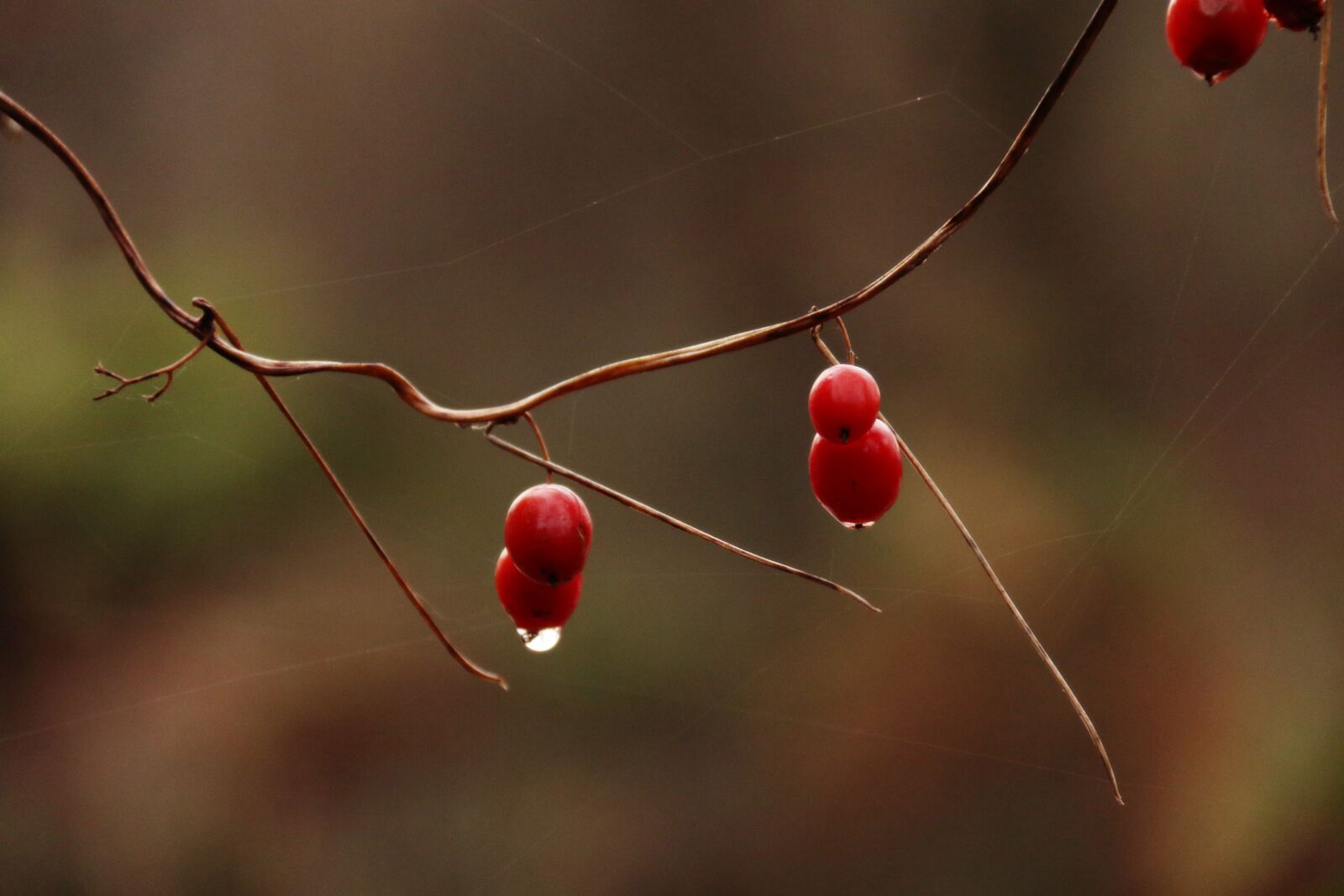 Canon EF-S 18-200mm F3.5-5.6 IS sample photo. Autumn, forest, pond photography