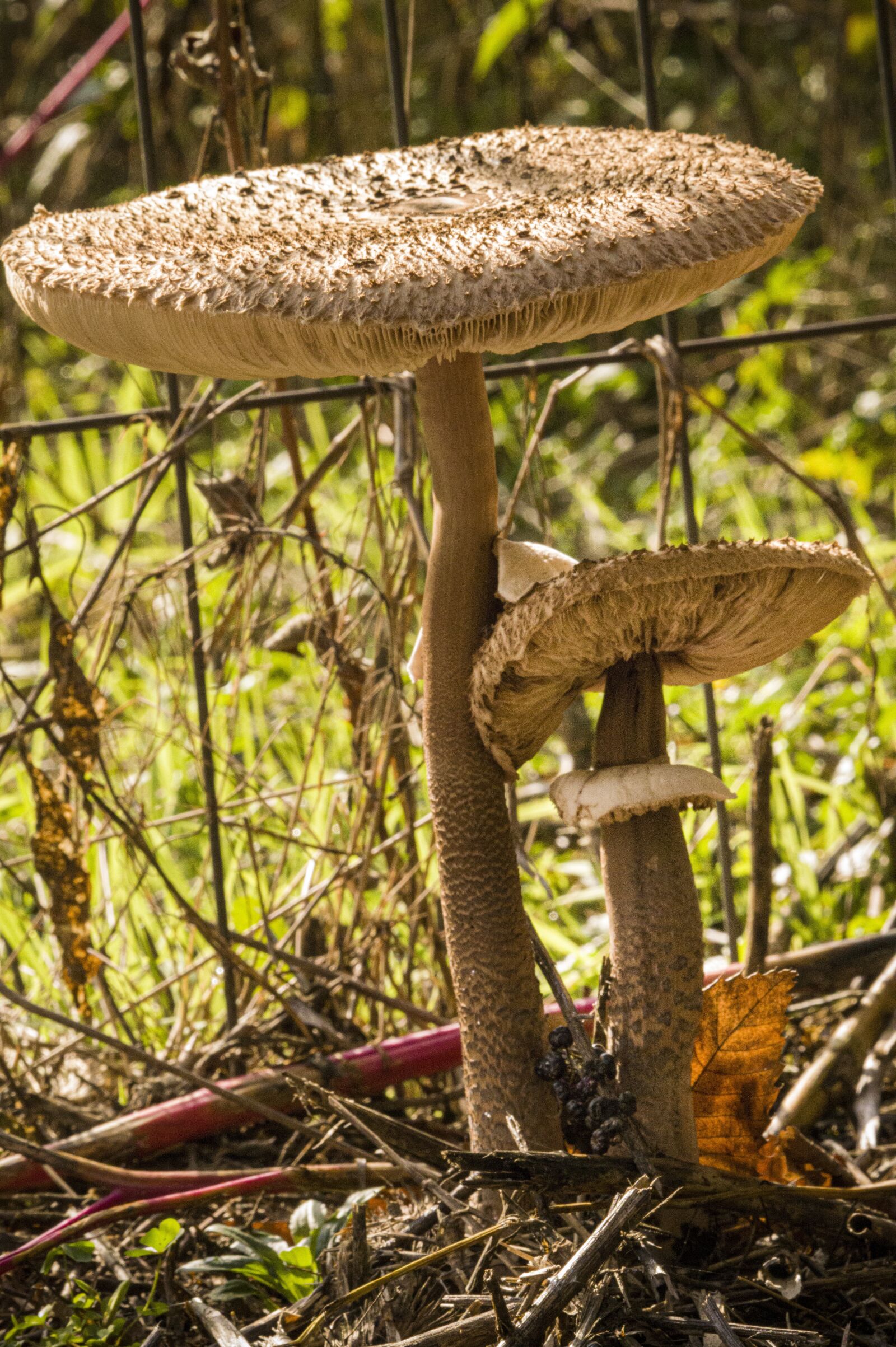 TAMRON SP 180mm F3.5 Di MACRO 1:1 B01N sample photo. Mushrooms, drum sticks, collect photography