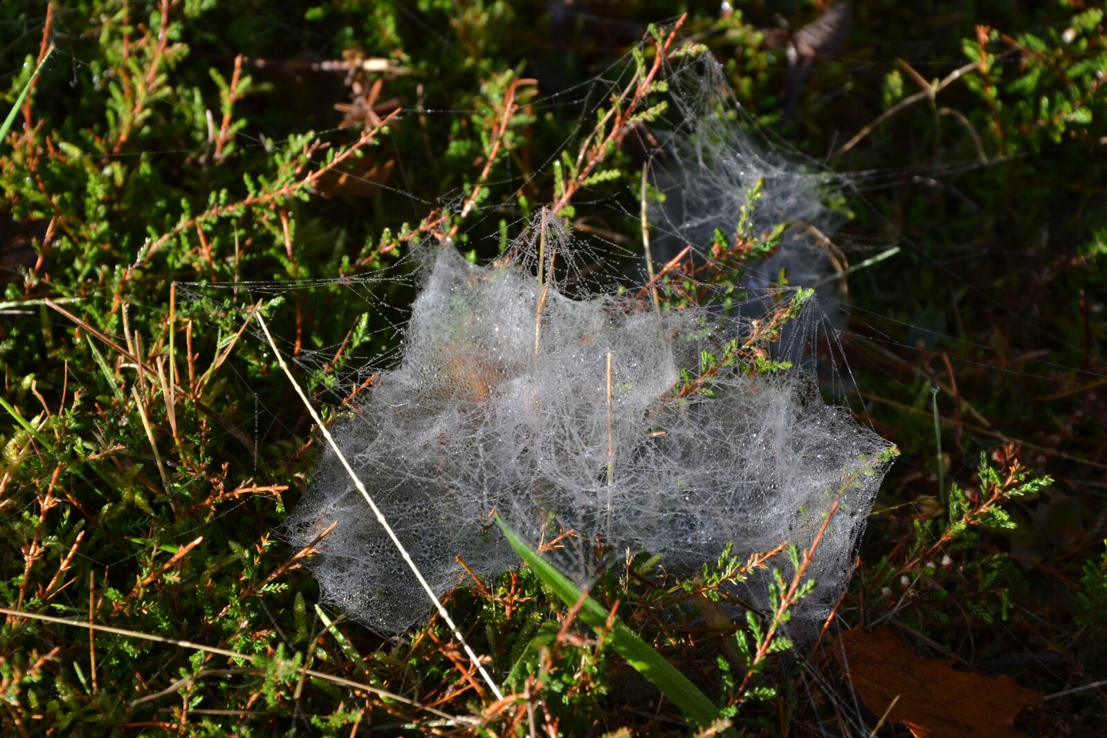 Nikon D3100 sample photo. Canvas, spider, spider web photography