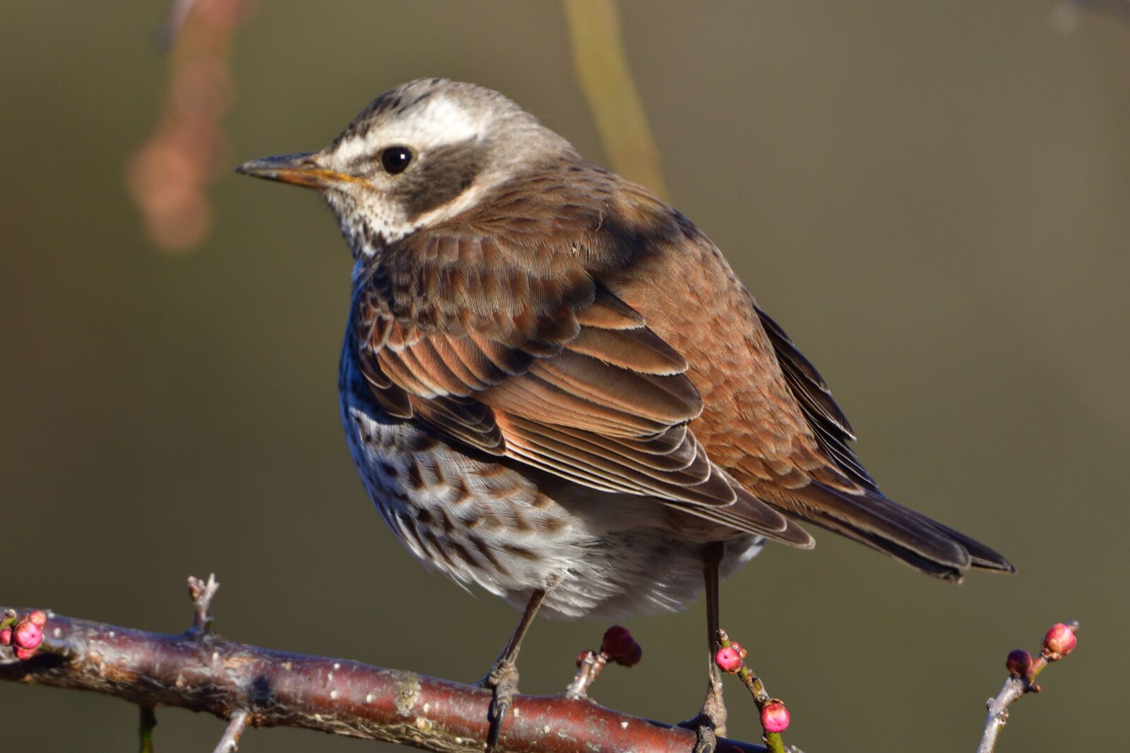 Nikon D500 sample photo. Wild animals, bird, natural photography