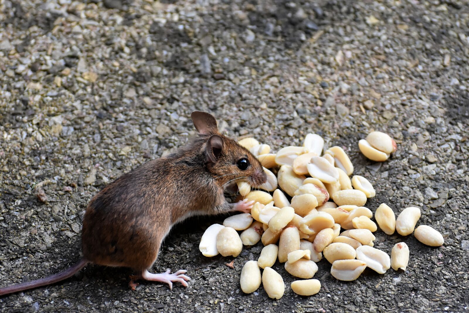 Nikon D7200 sample photo. Wood mouse, rodent, nager photography
