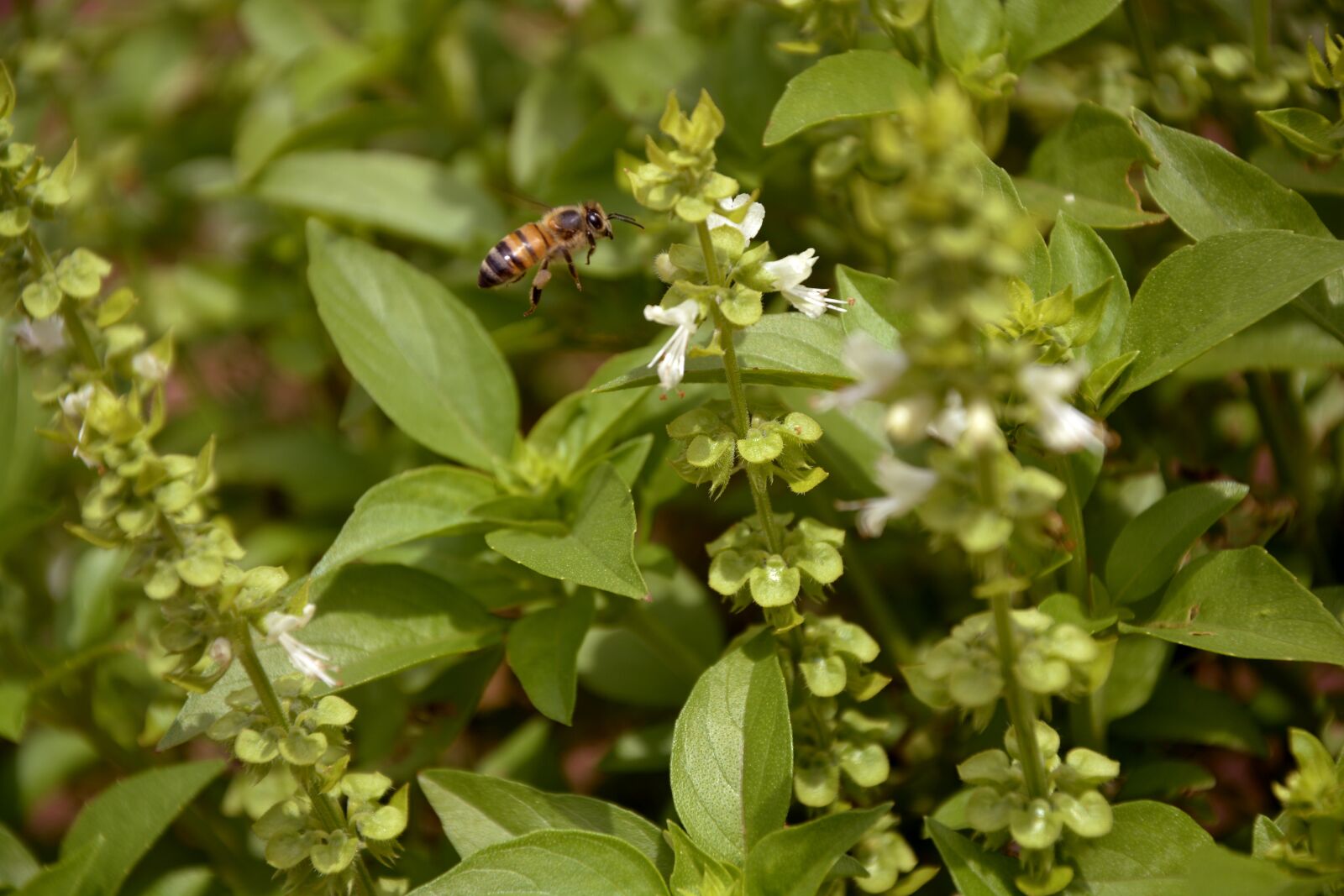 Nikon D7100 sample photo. Bee, nature, basil photography
