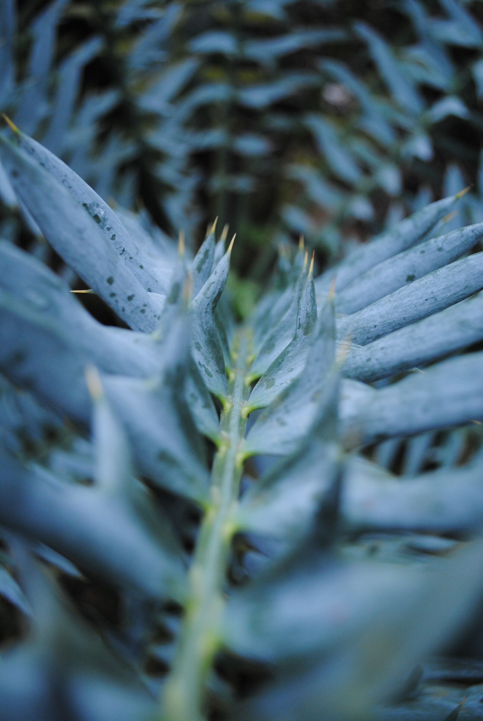 Nikon D3000 sample photo. Nature, green, pink photography