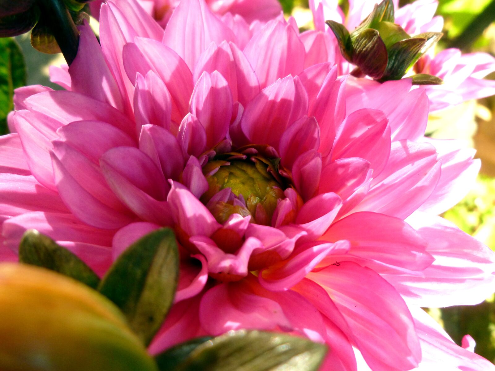 Panasonic DMC-FS37 sample photo. Flower, flower garden, dahlia photography