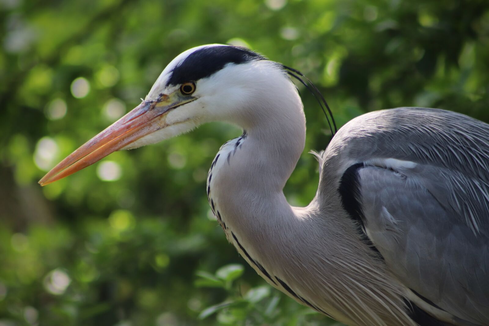 Canon EOS 77D (EOS 9000D / EOS 770D) sample photo. Heron, grey heron, bill photography