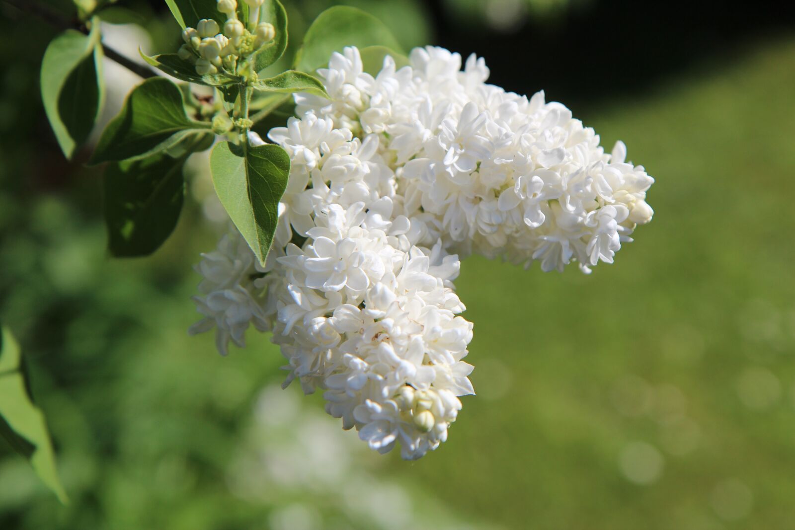 Canon EOS 600D (Rebel EOS T3i / EOS Kiss X5) sample photo. Lilac, white lilac, lilac photography