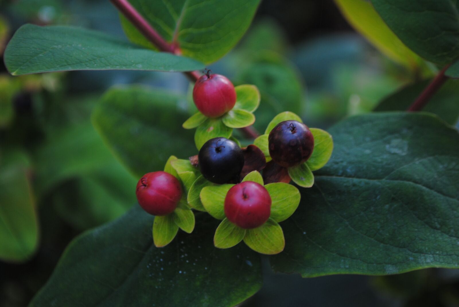 Nikon D3000 sample photo. Berries, red, black photography