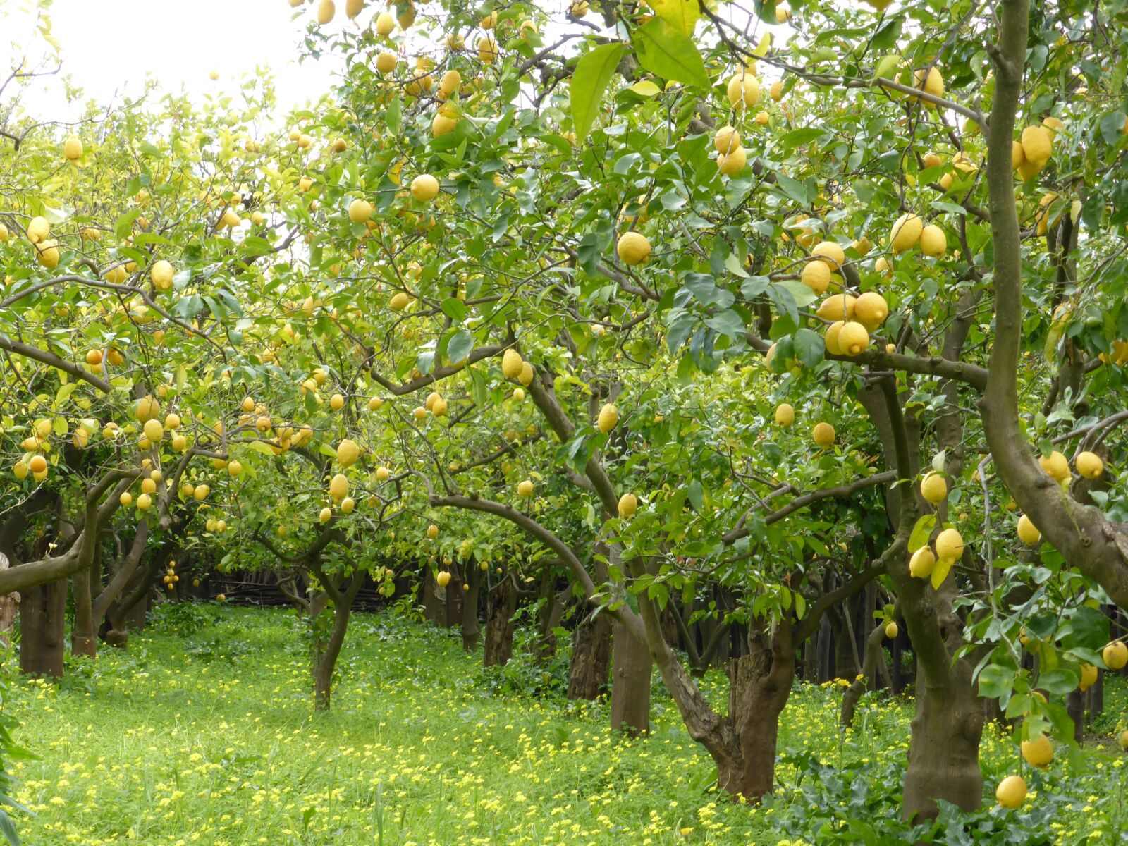 Panasonic Lumix DMC-ZS30 (Lumix DMC-TZ40) sample photo. Lemon grove, lemons, lemon photography