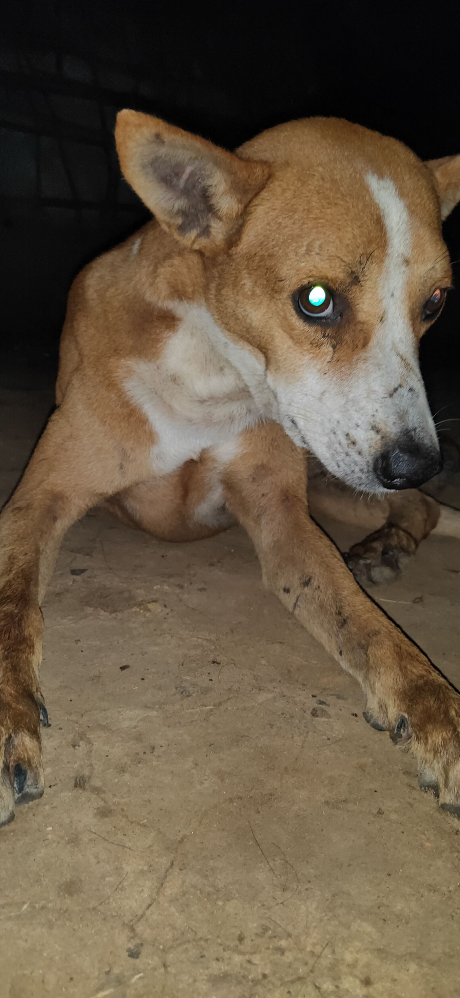 Realme 3 PRO sample photo. Dog, indian, brighteye photography